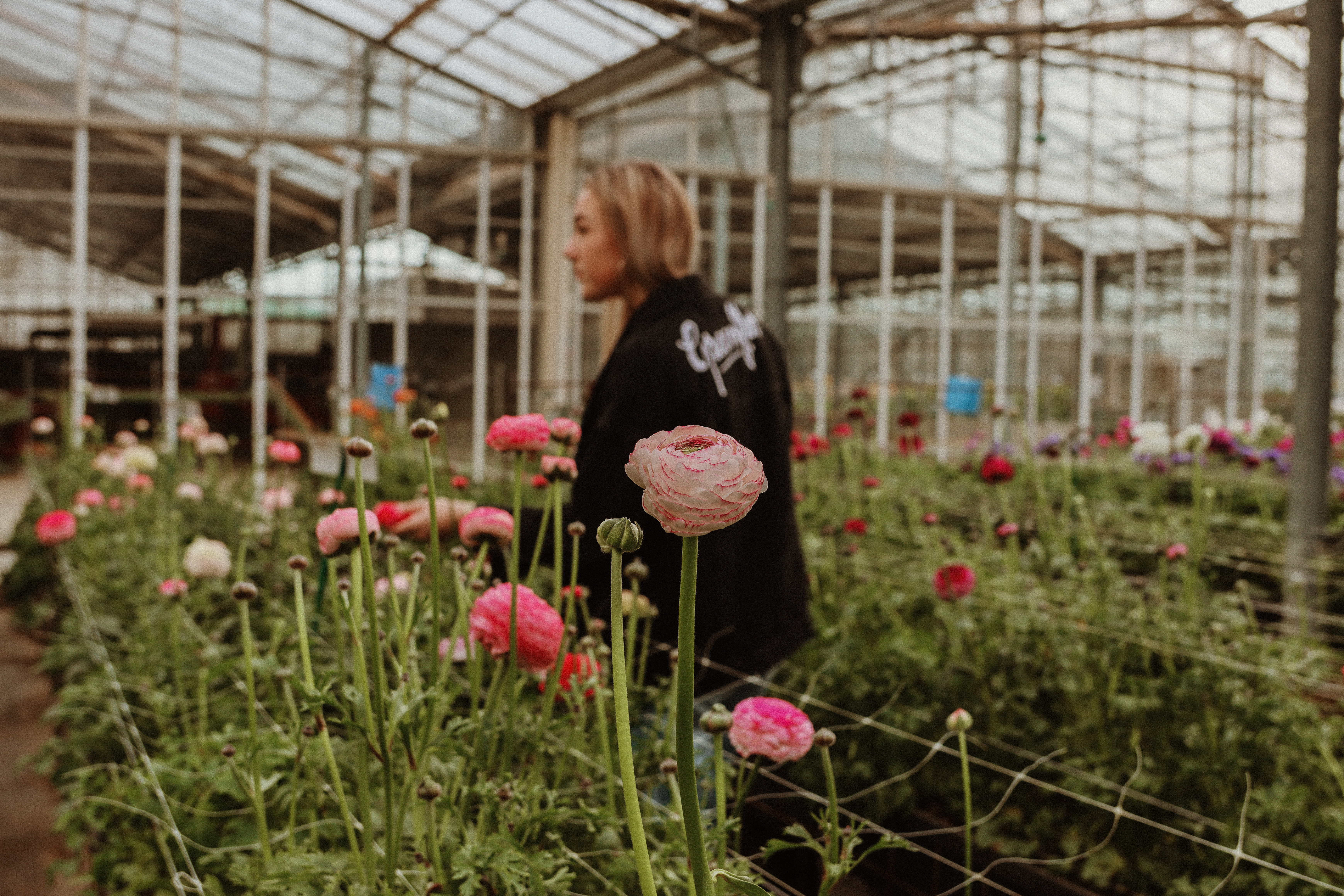 Greenflor: your supplier for ranunculus