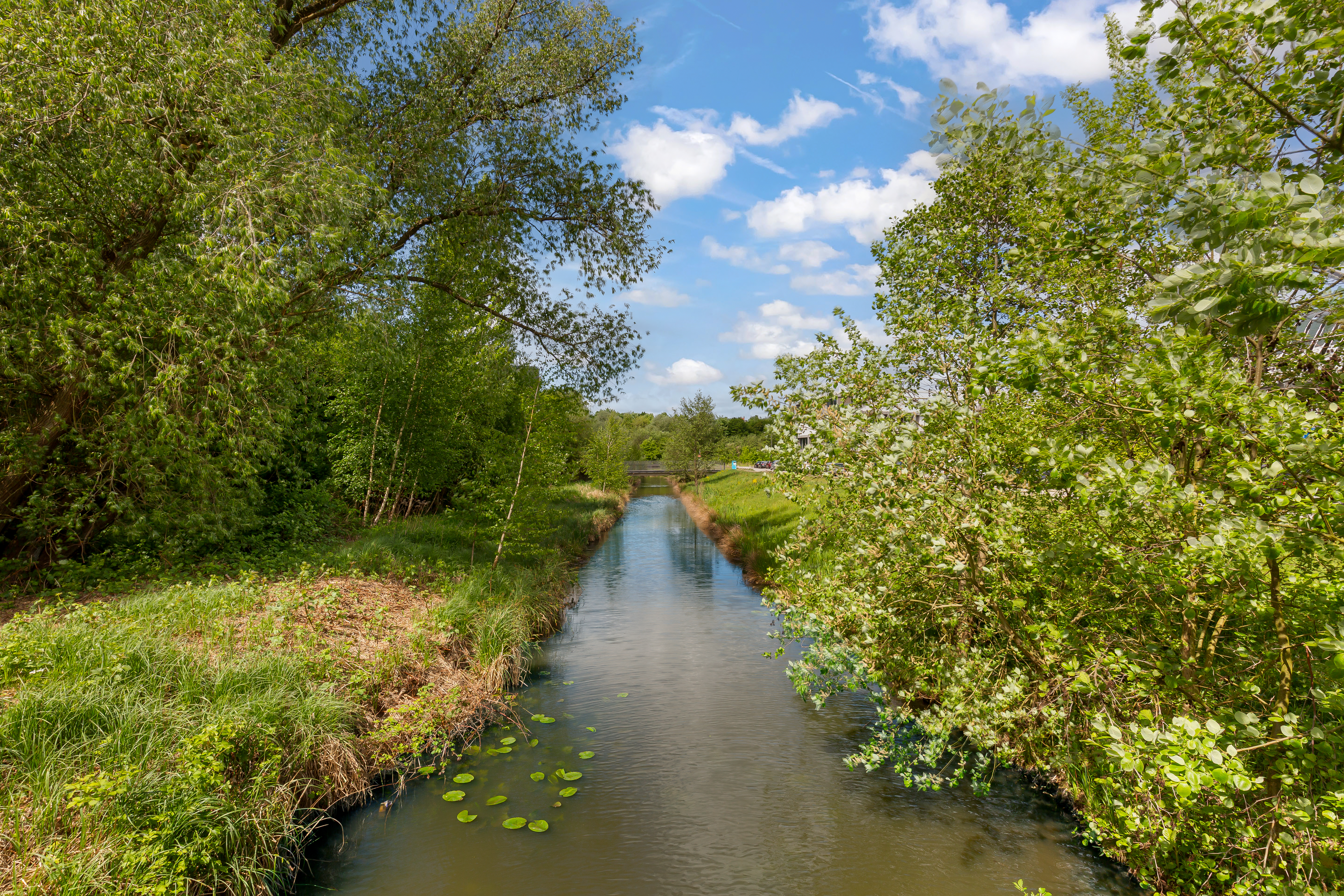 Kleiner Fluss mit Wasserpflanzen, umgeben von grünen Bäumen und Gras unter blauem Himmel.