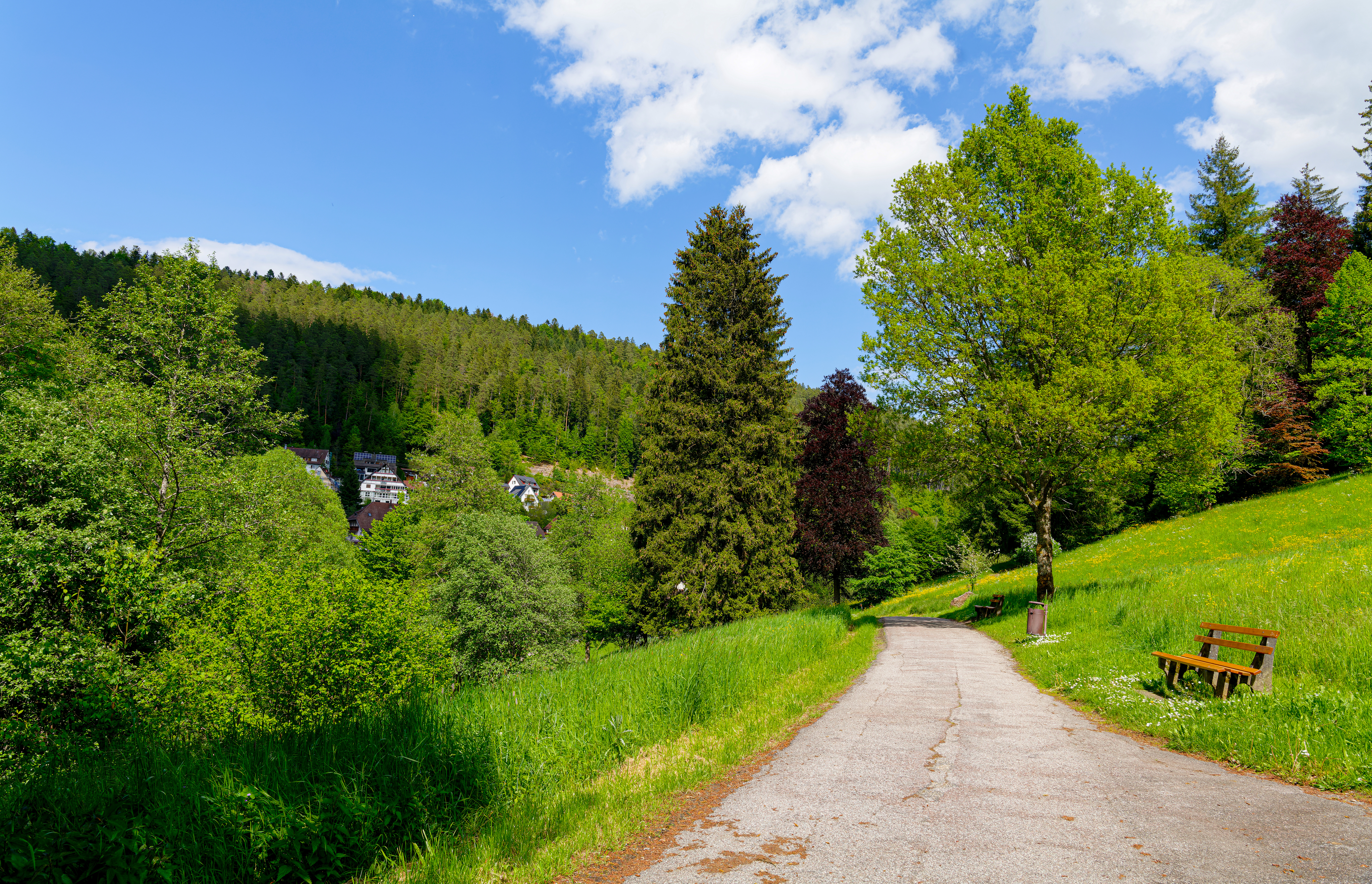 Gehweg durch grüne Wiese mit Bänken, umgeben von Bäumen unter blauem Himmel.