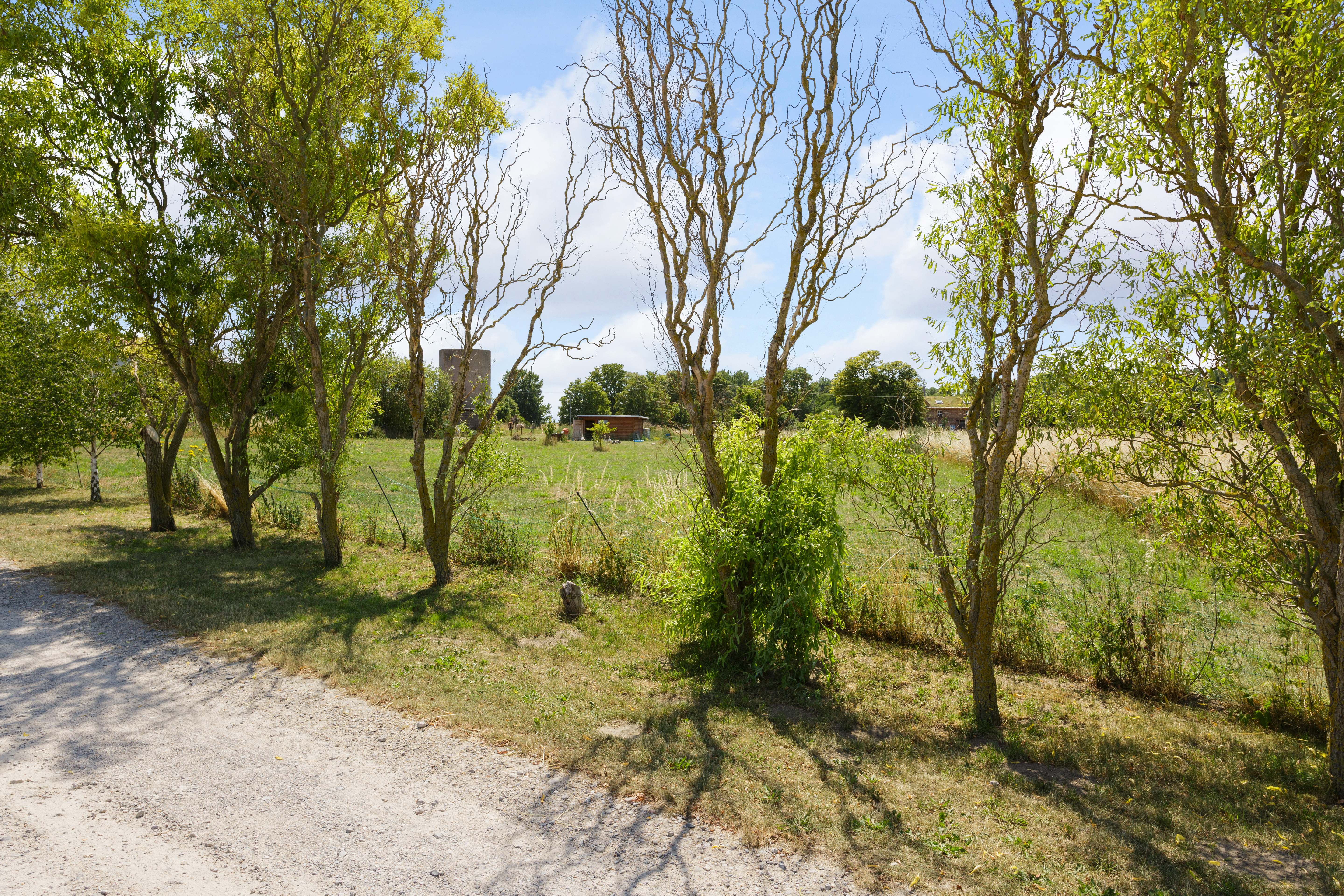 Mehrere Bäume stehen an einem Feldrand neben einem Schotterweg, im Hintergrund Wiesen und einige Gebäude.