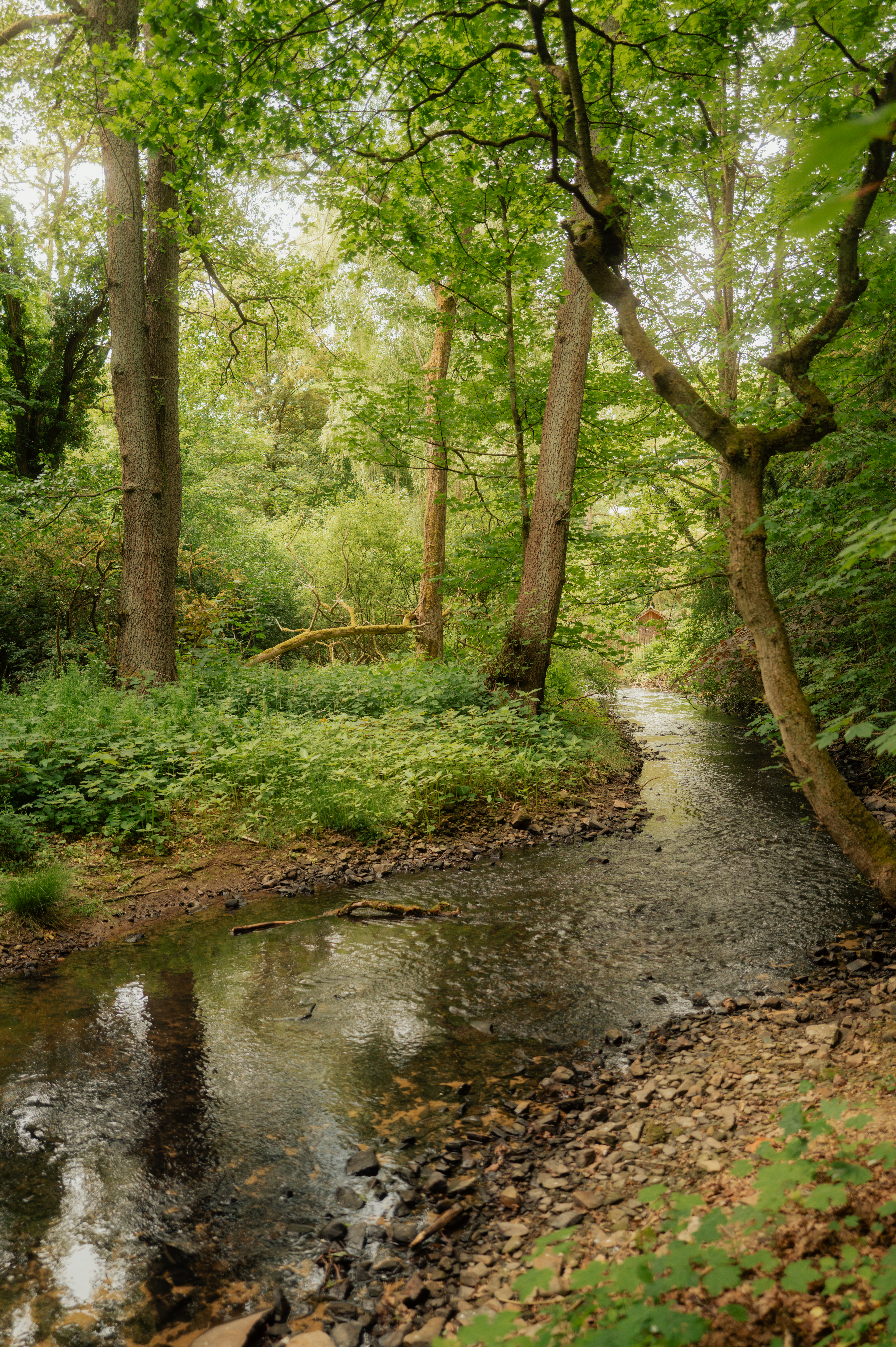 Kleiner Bach fließt durch einen grünen Wald mit dichtem Bewuchs und hohen Bäumen.
