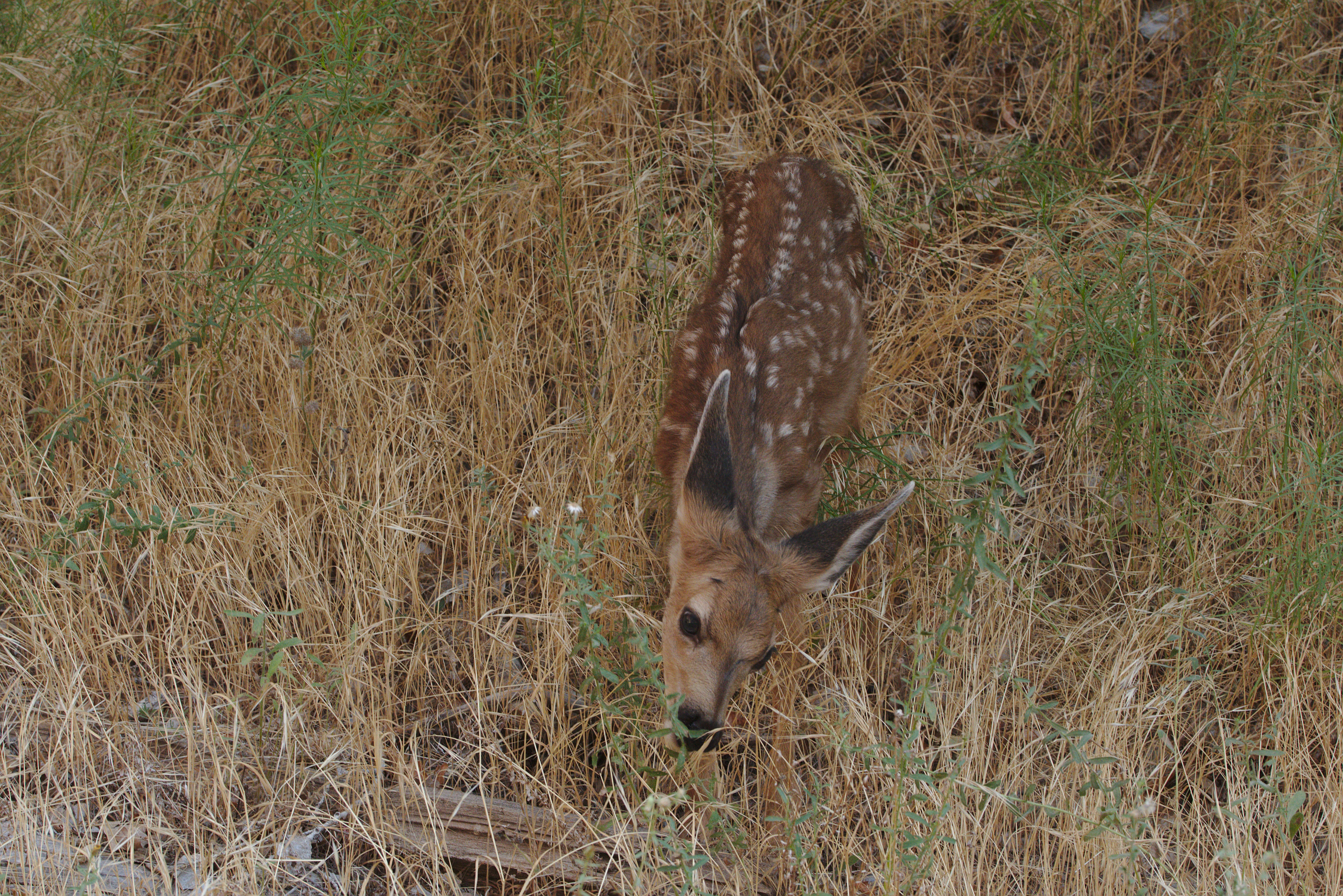 A baby dear near the Watchman trail at Zion National Park