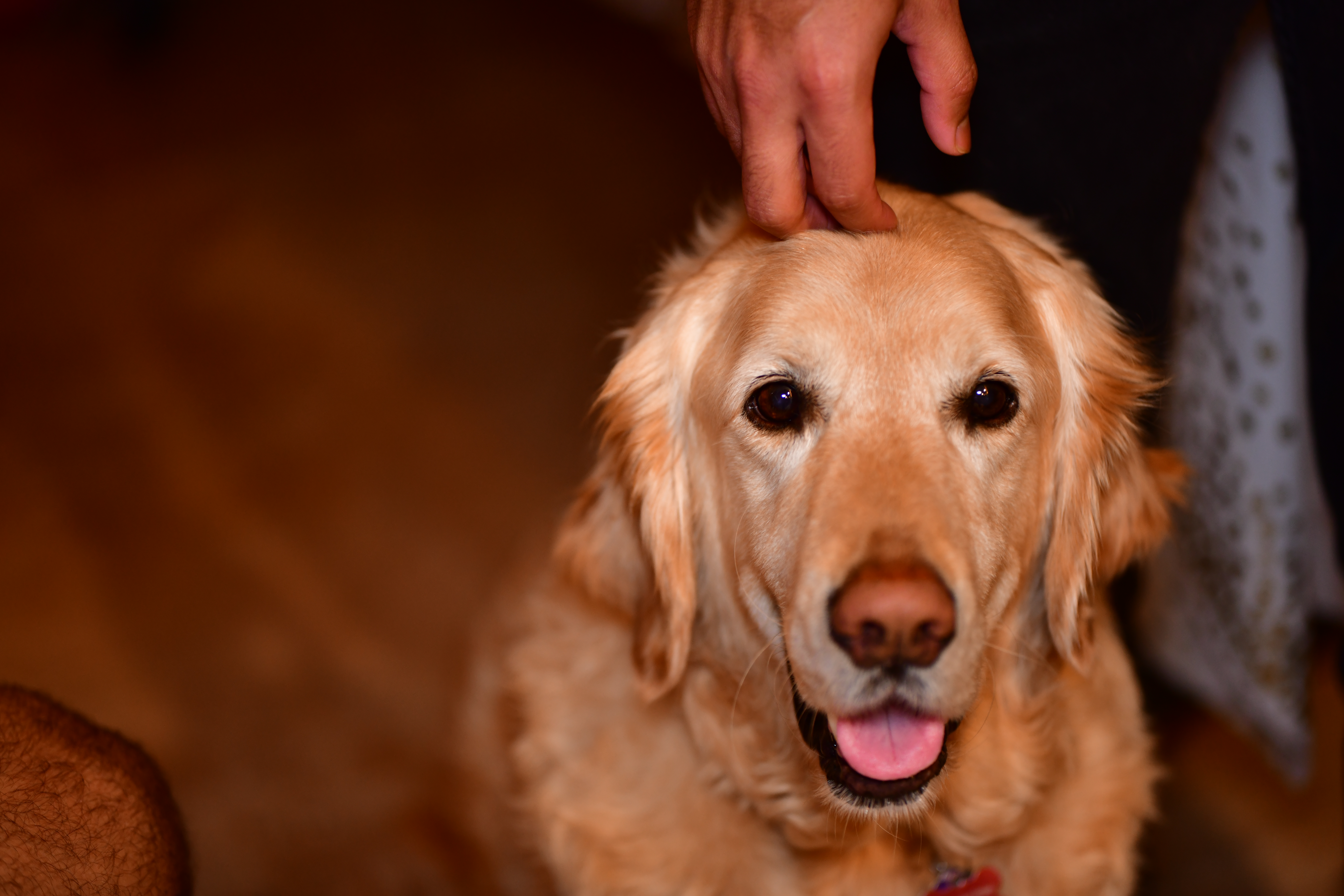 Portrait of my box Jax 