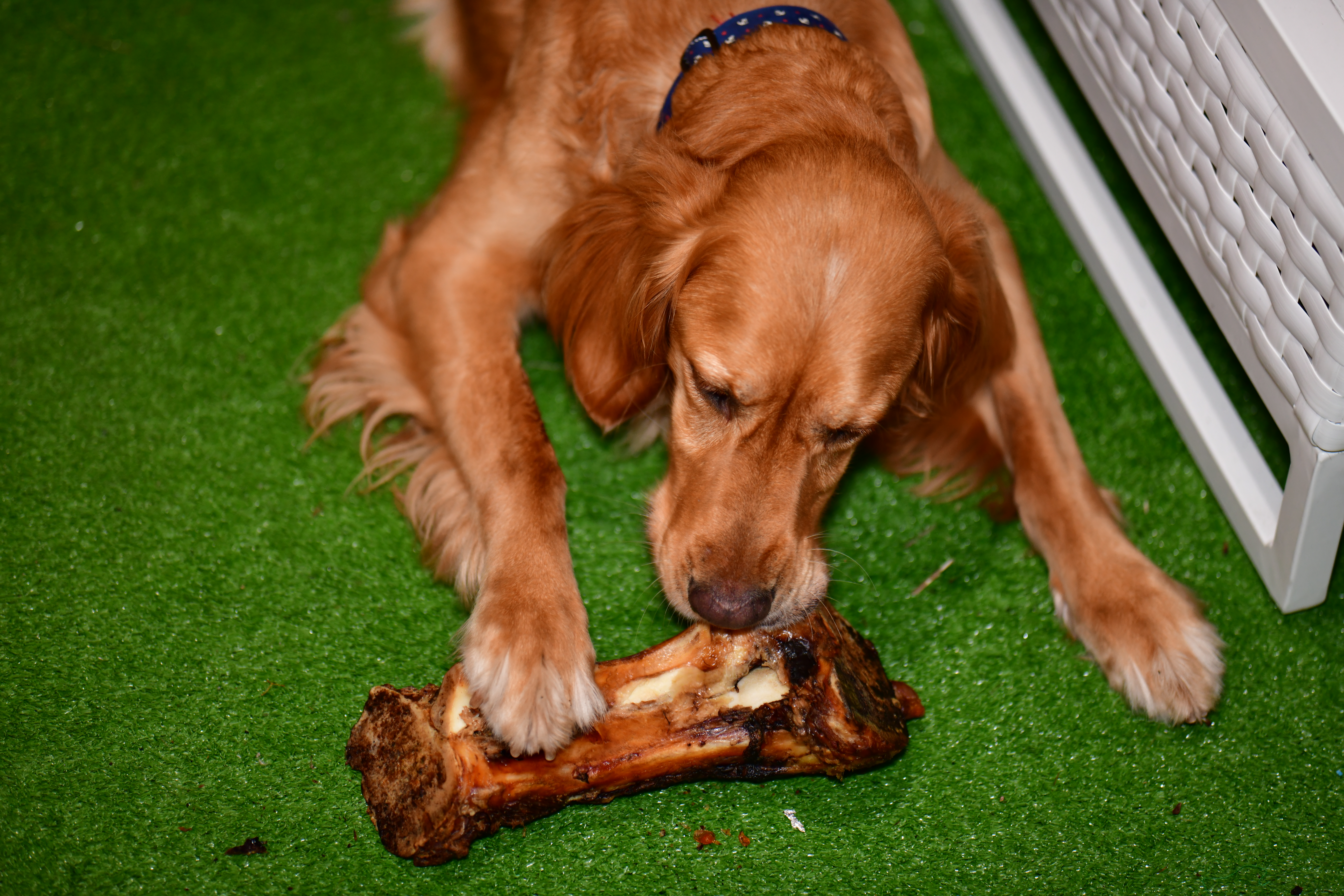 This bone tastes too good 