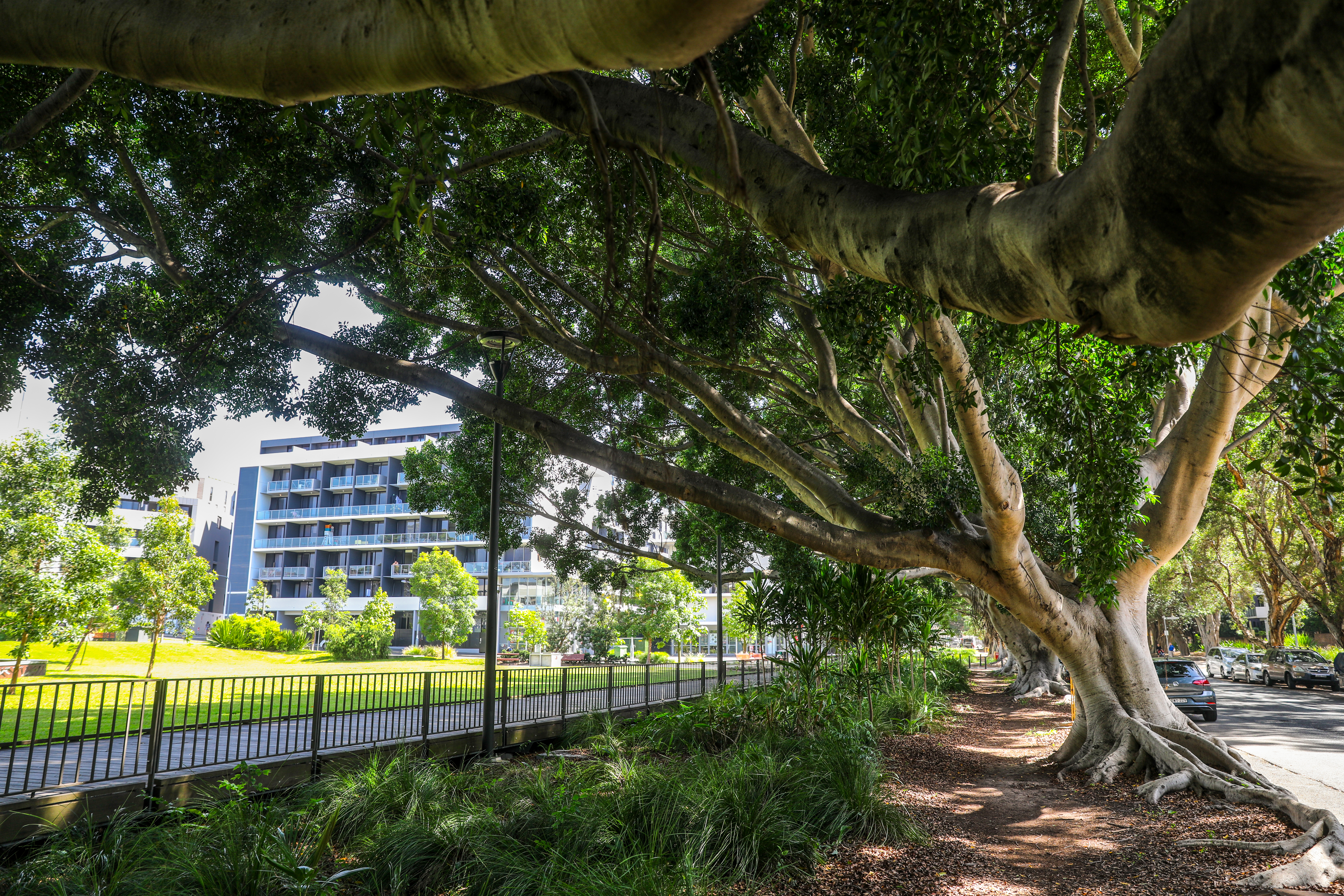 Fig trees along Joynton Avenue and Mary O'Brien Reserve in Zetland.