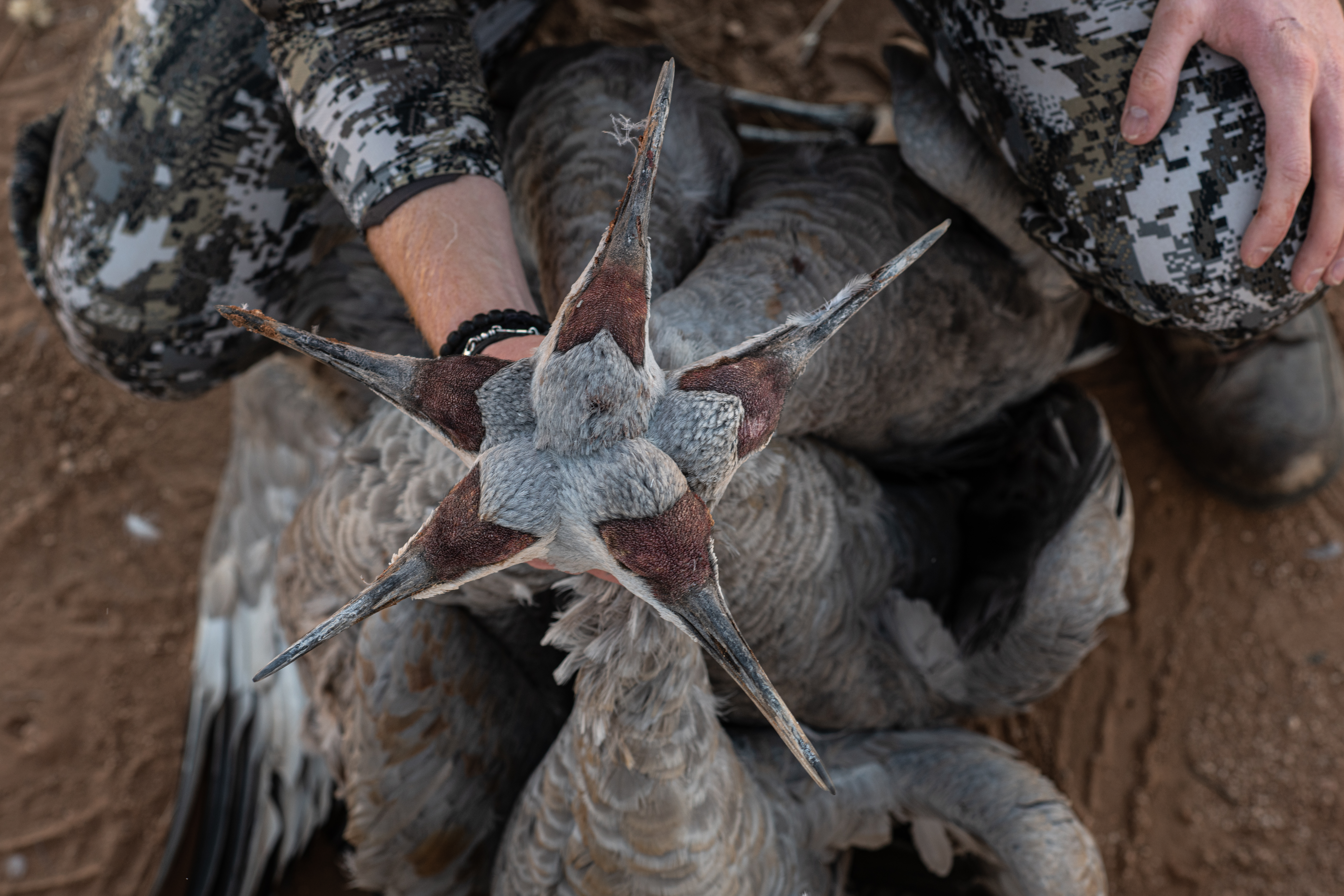 Where to find Guided Sandhill Crane Hunts-image