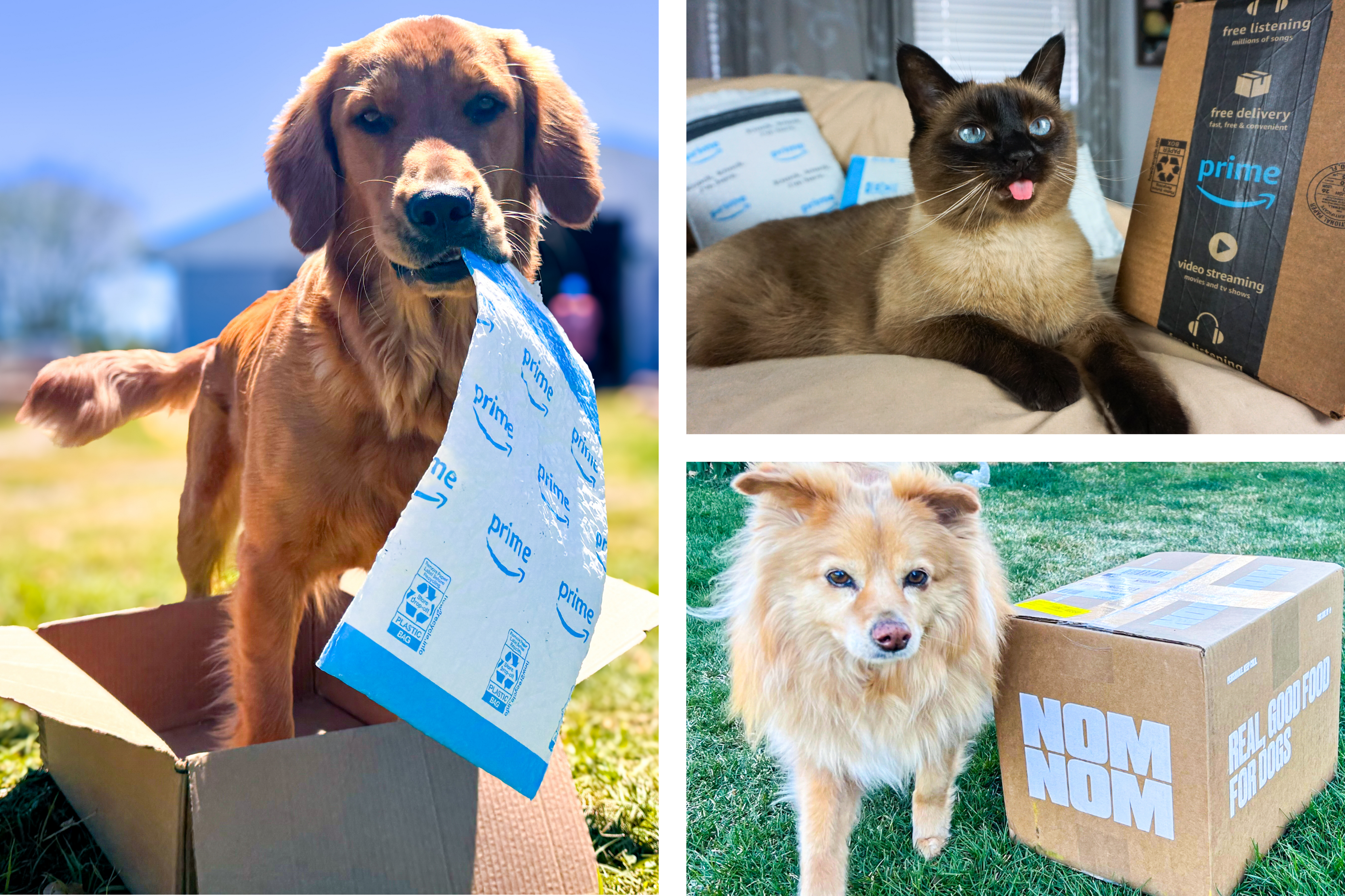 National Pet Day Deals: Where to Shop Dog Food, Pet Essentials