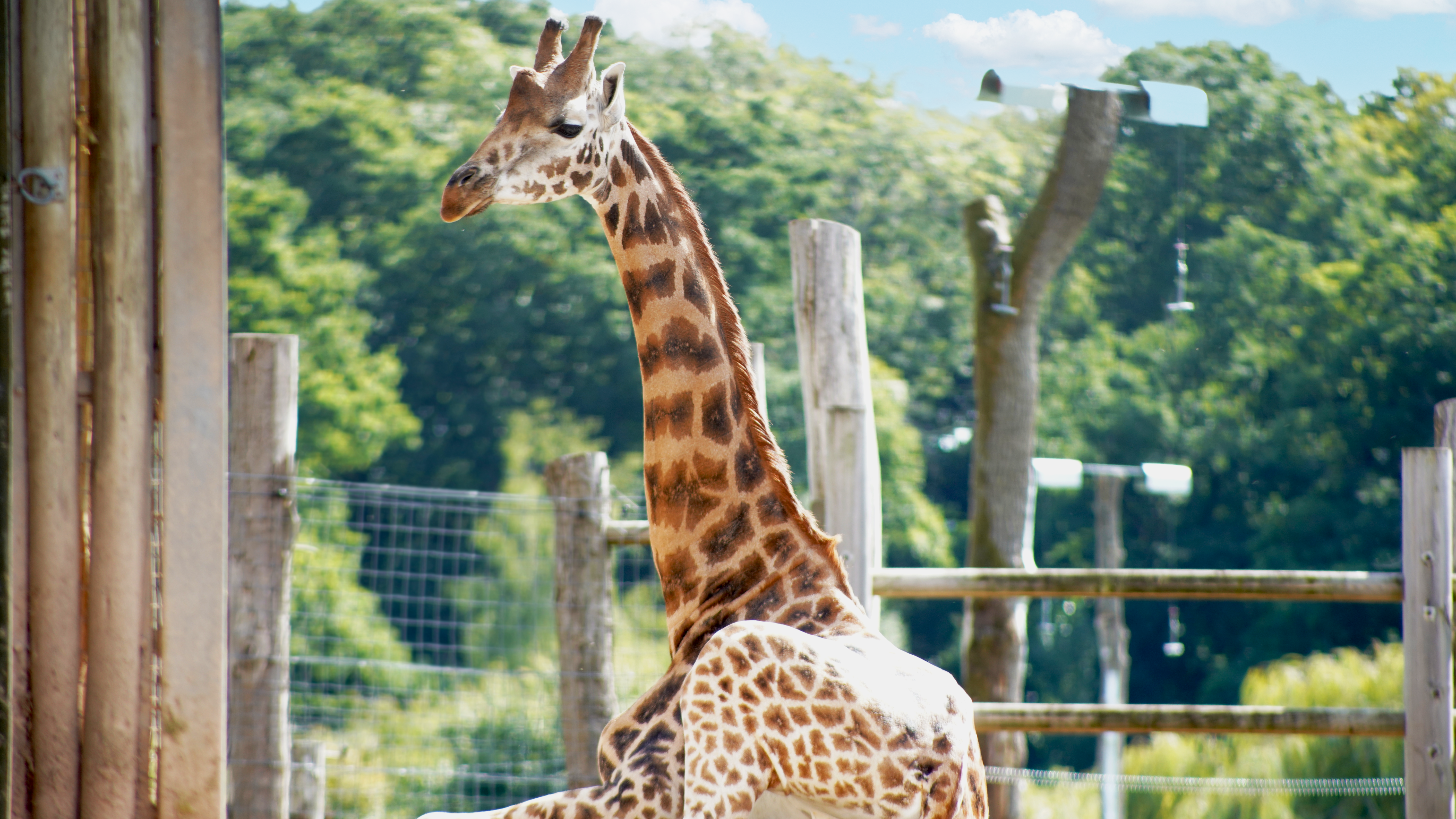220922 NEW GIRAFFE 1 MERIDIAN