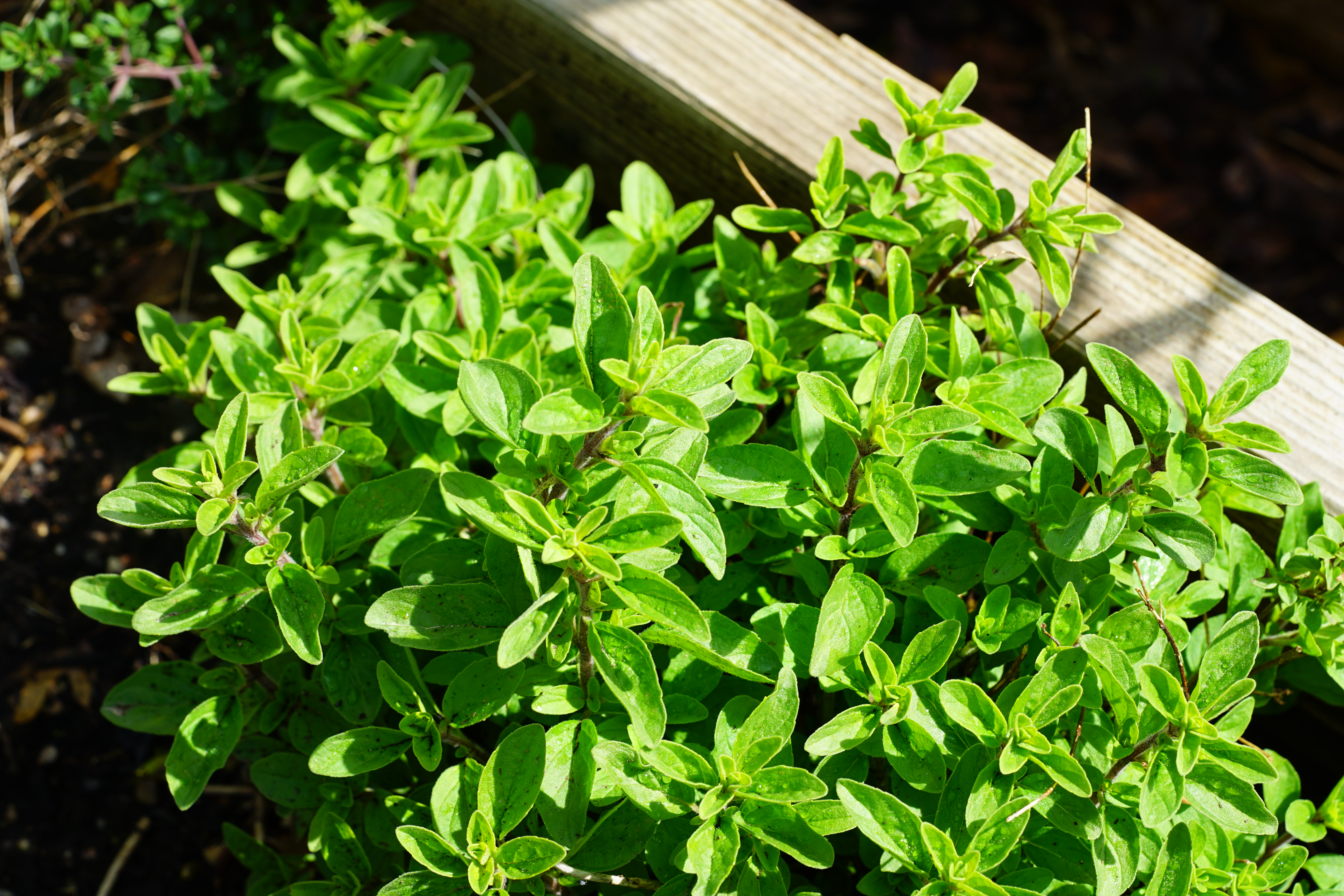 Oregano Plant 2