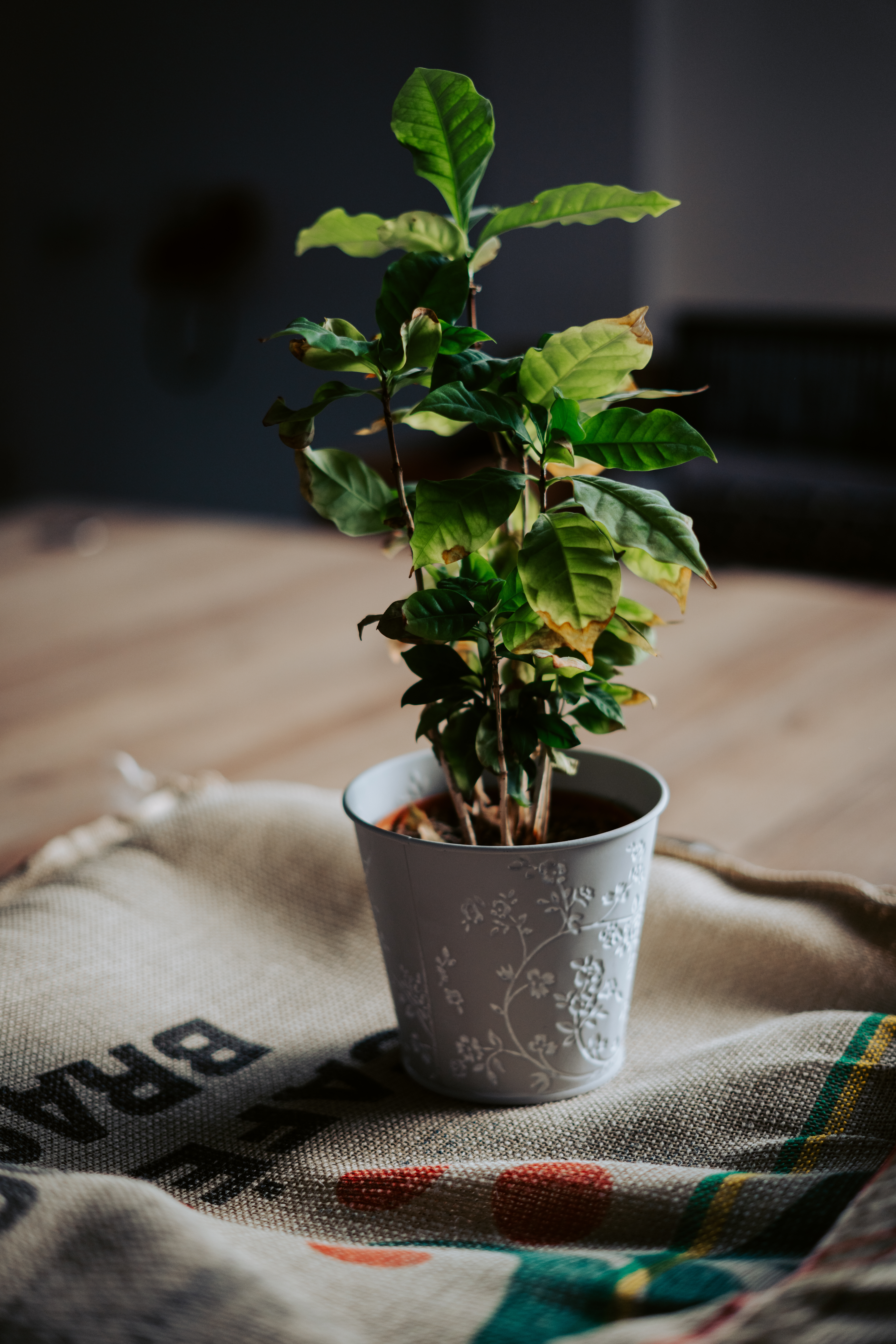 The best way to repot your Coffee Plant