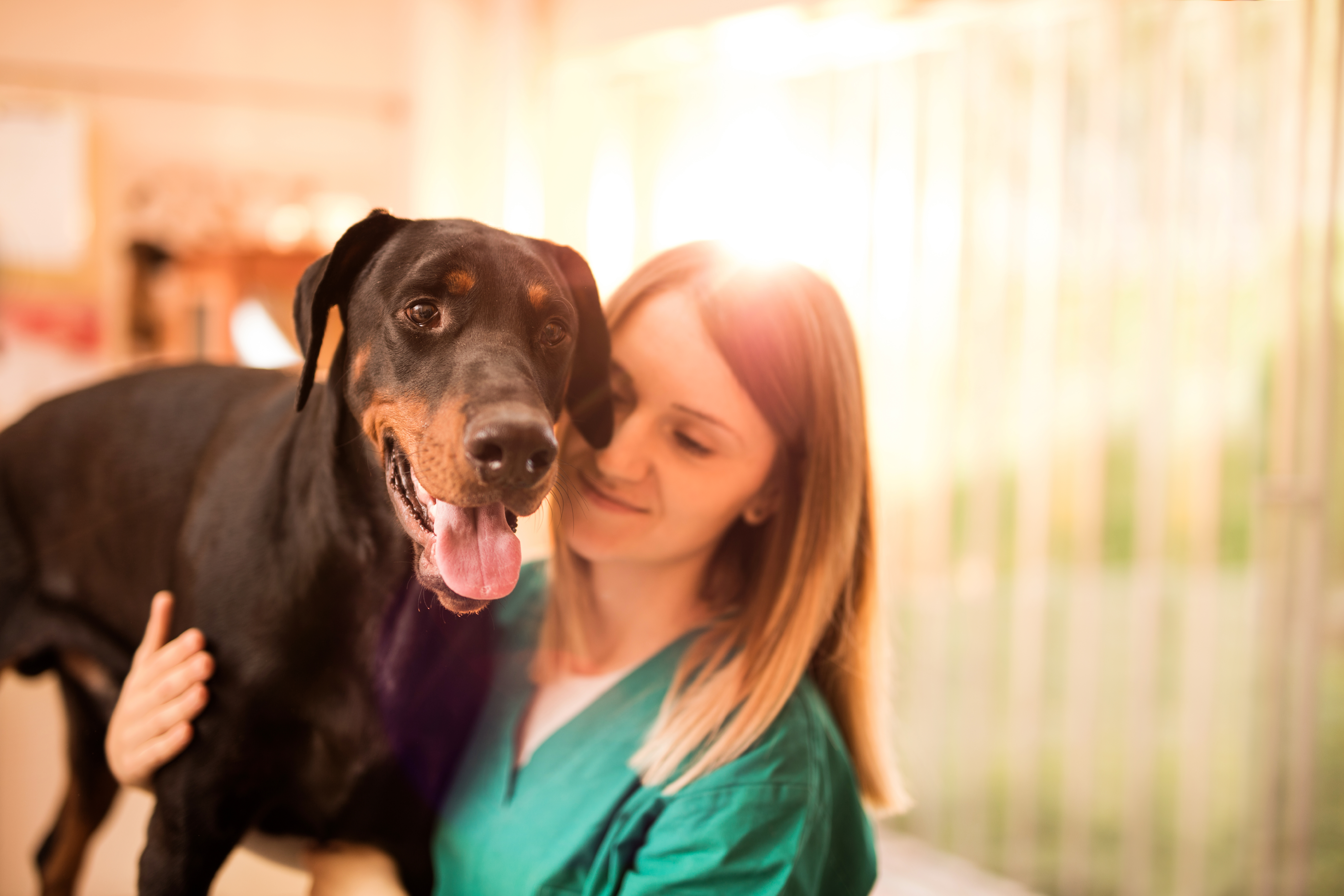 A veterinarian standing next to a Doberman A veterinarian standing next to a Doberman