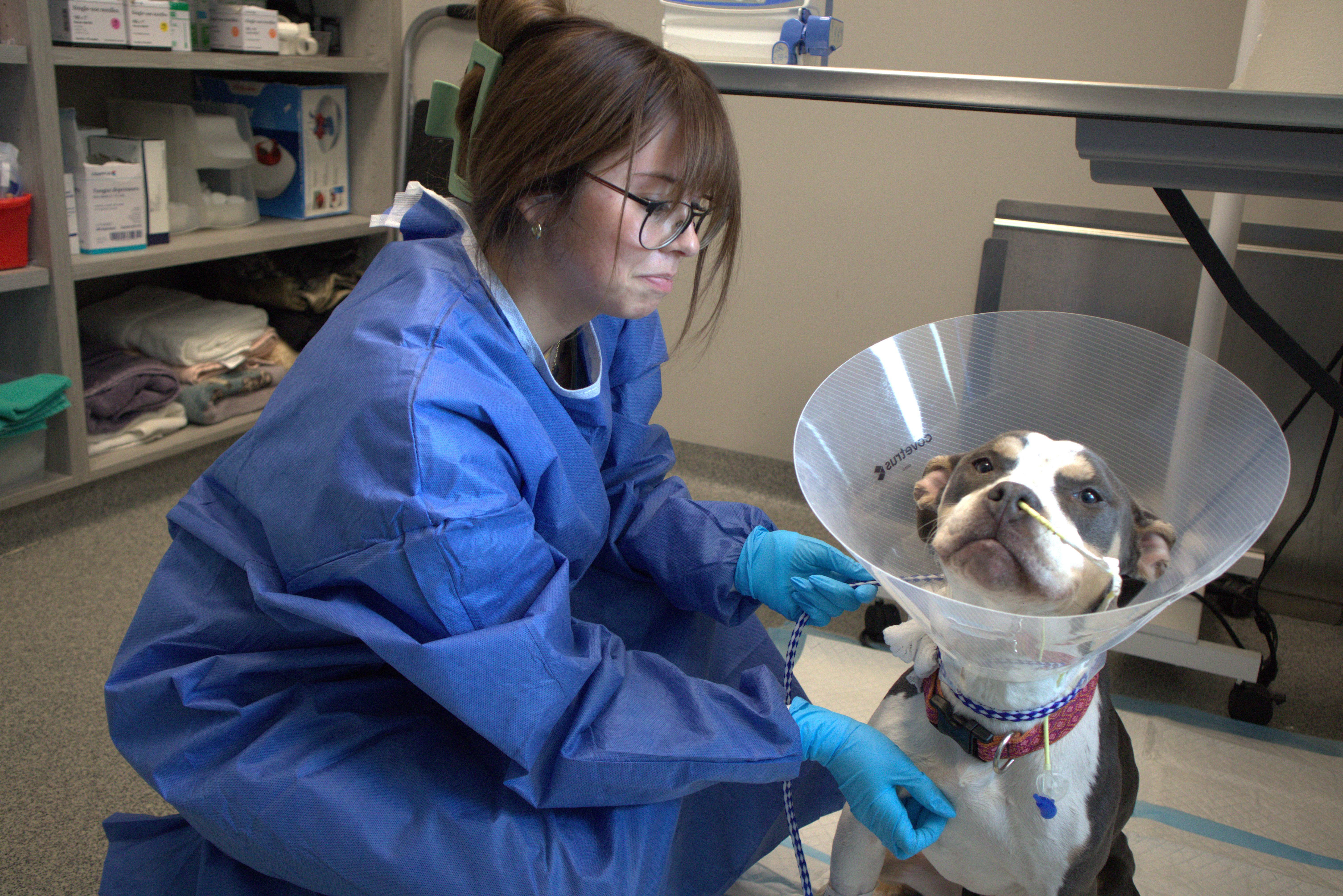 Veterinarian with Dog Wearing a Cone Veterinarian with Dog Wearing a Cone