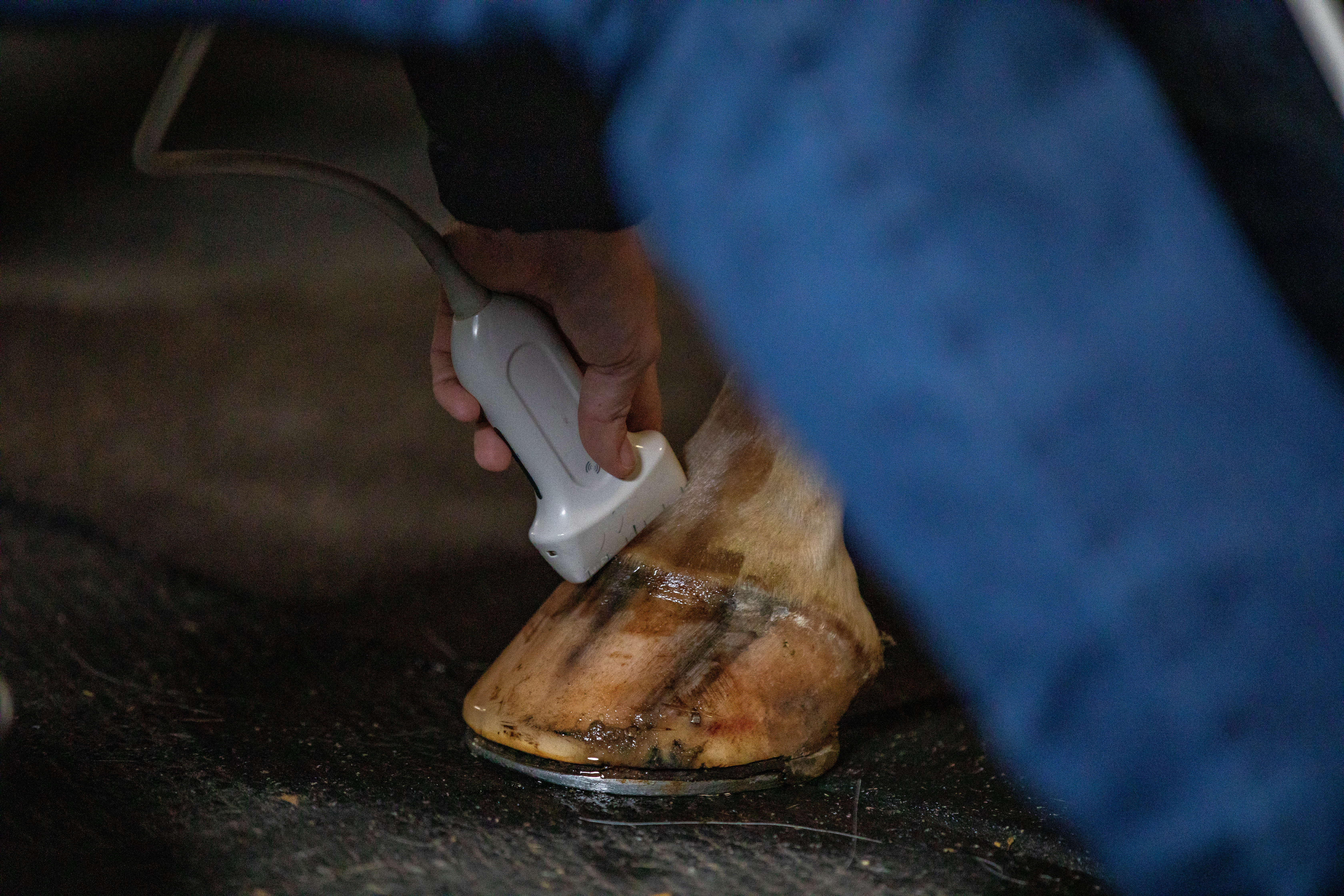 Horse undergoing diagnostic imaging Horse undergoing diagnostic imaging
