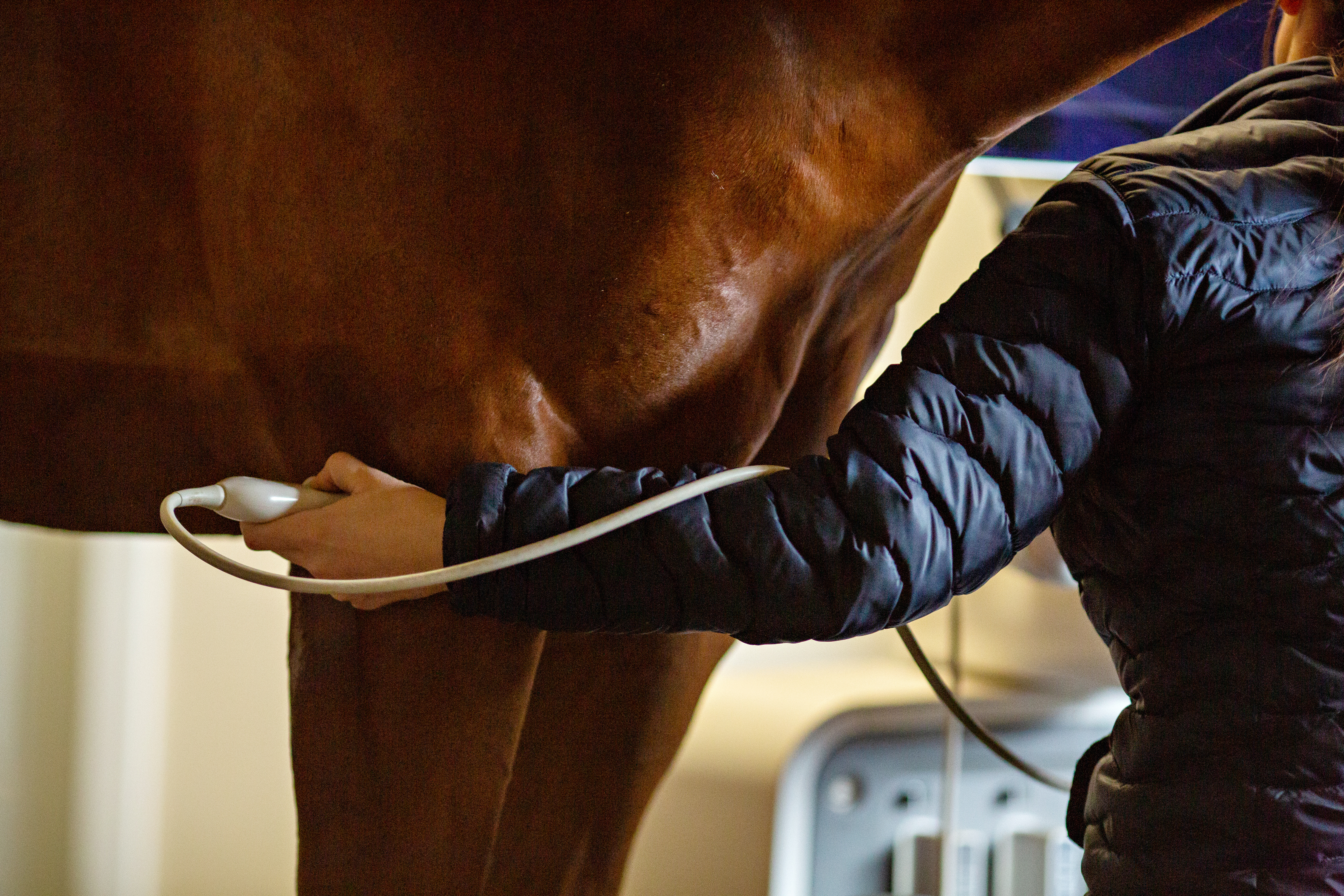 Horse receiving treatment Horse receiving treatment