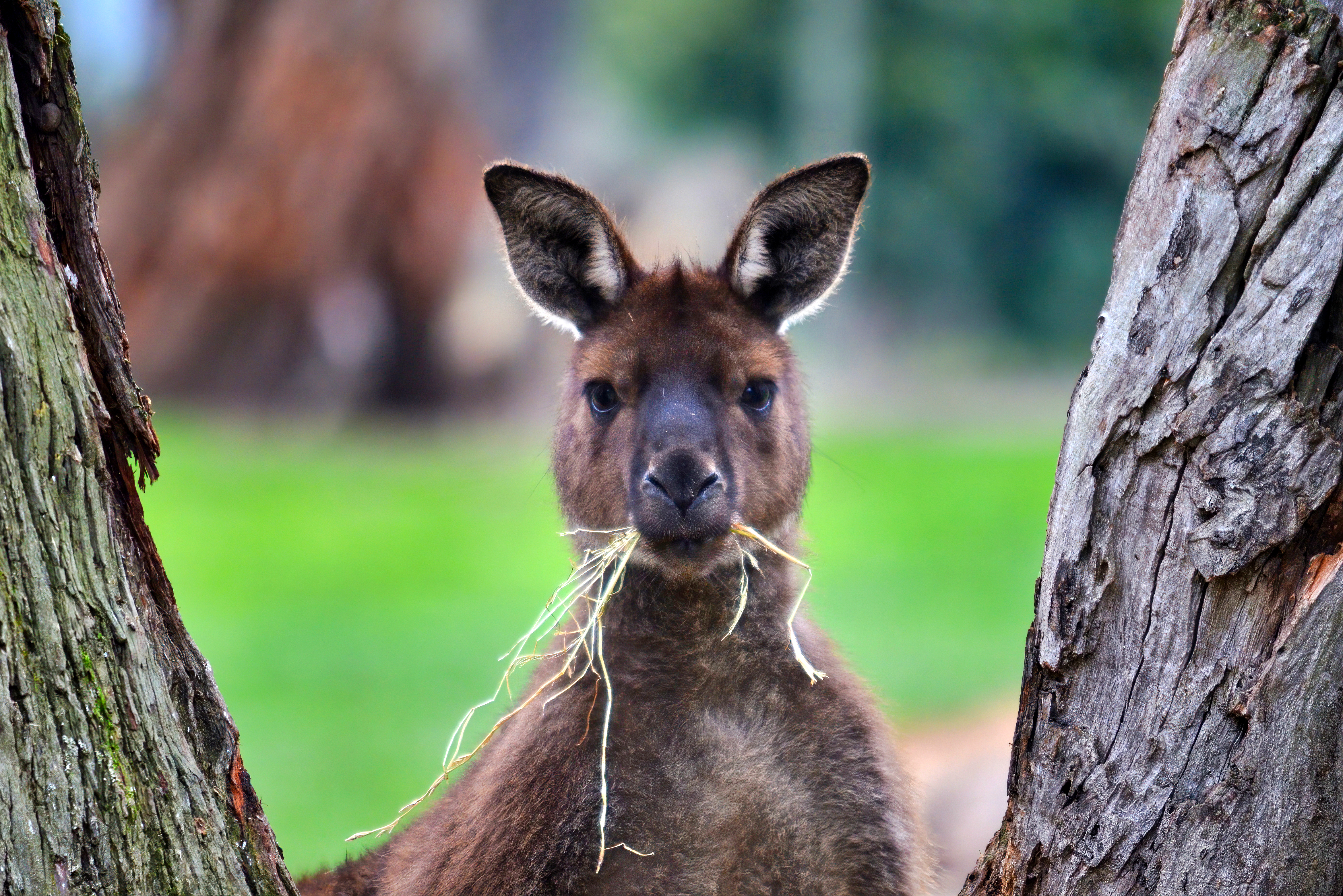 Kangaroo eating grass at Ballarat Wildlife Park