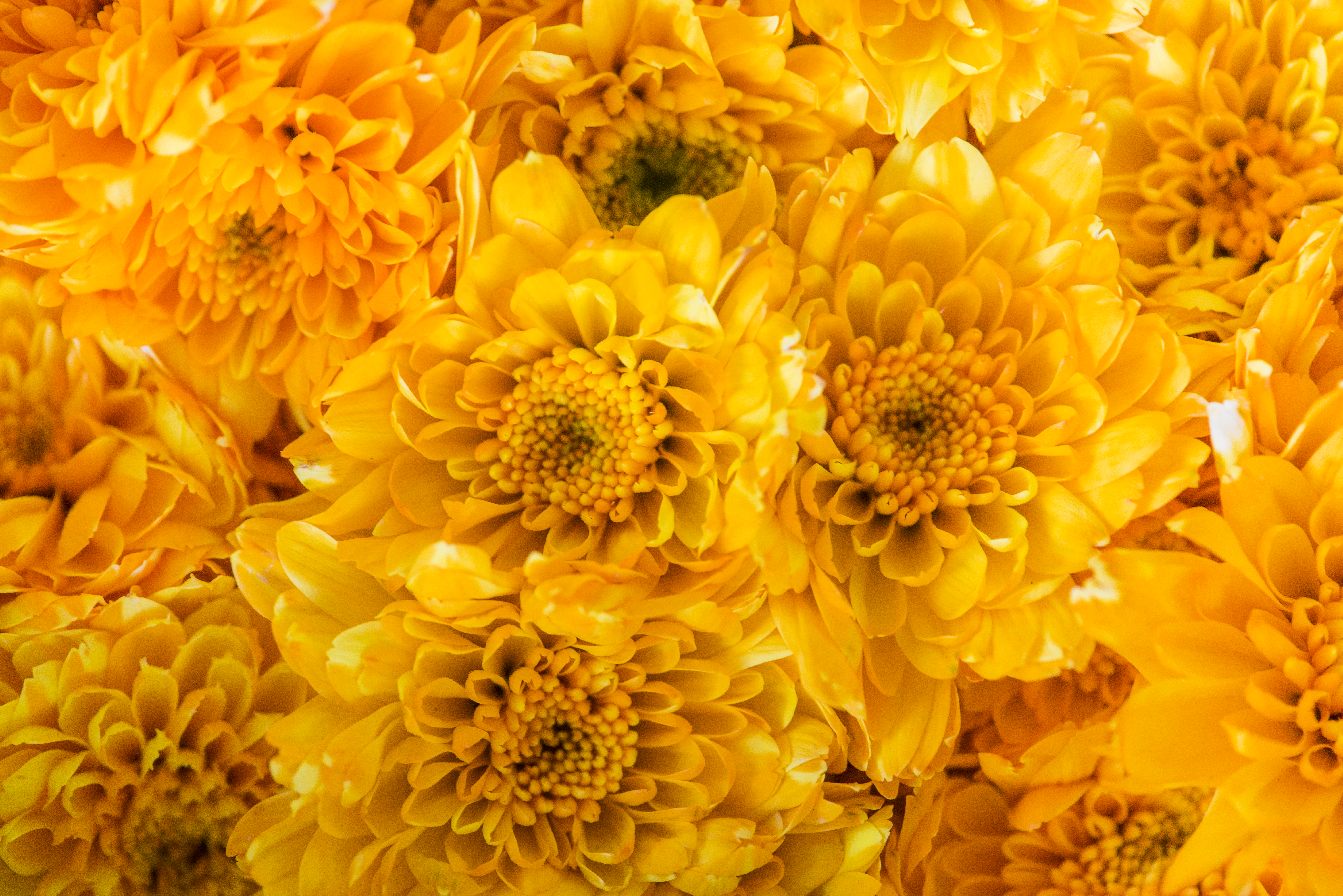 Chrysanthemums