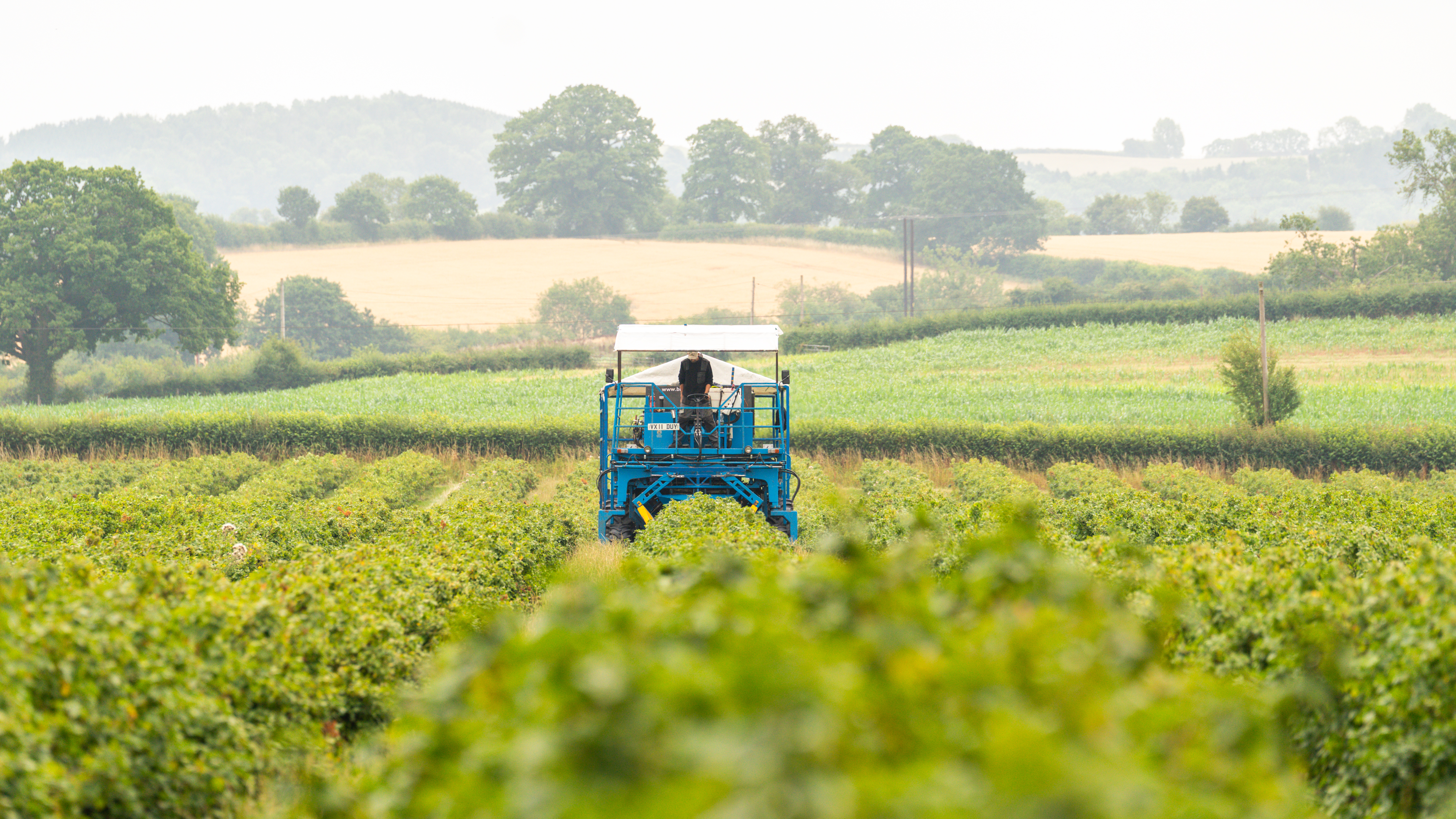 Tractor_blackcurrent