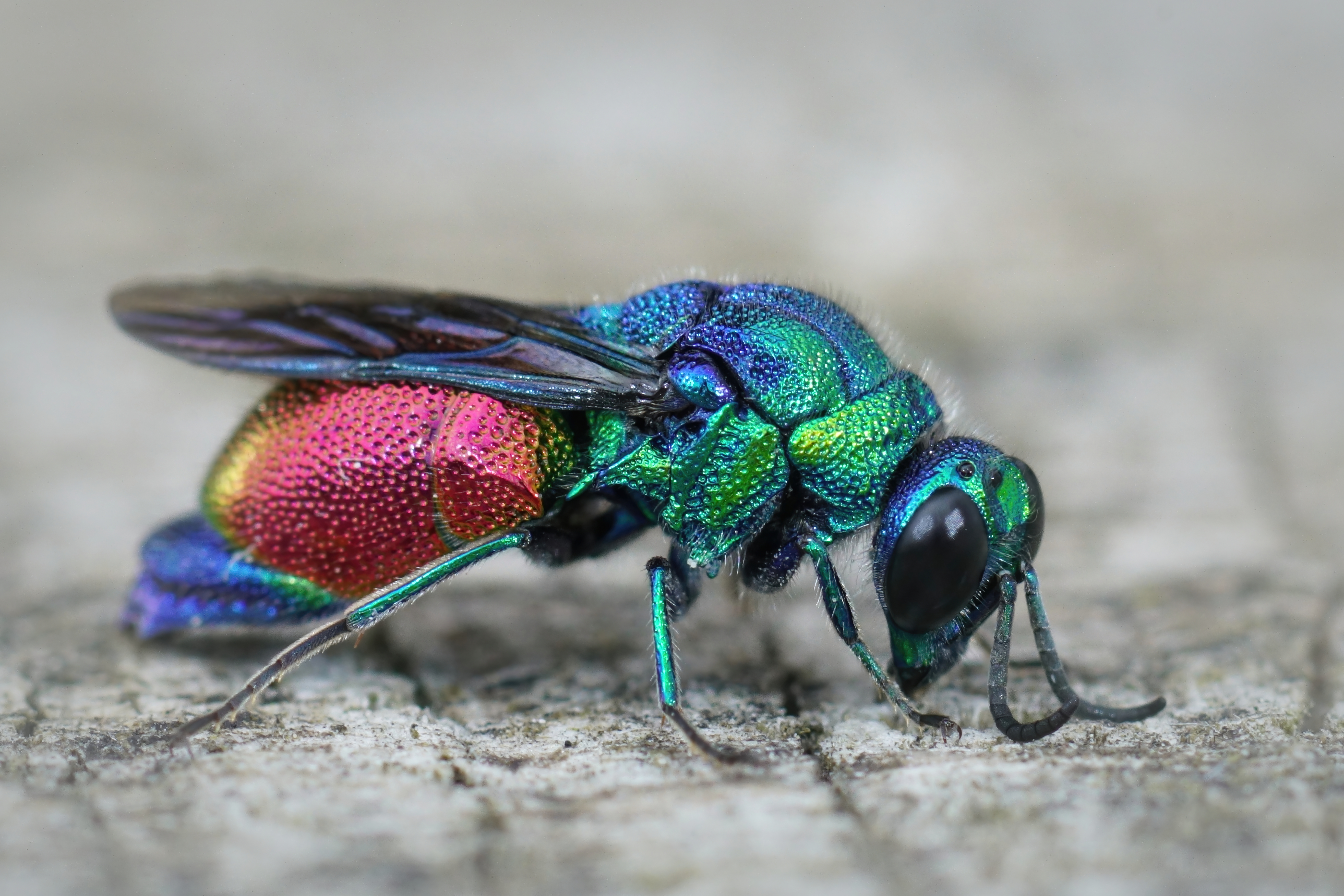 Cuckoo wasp