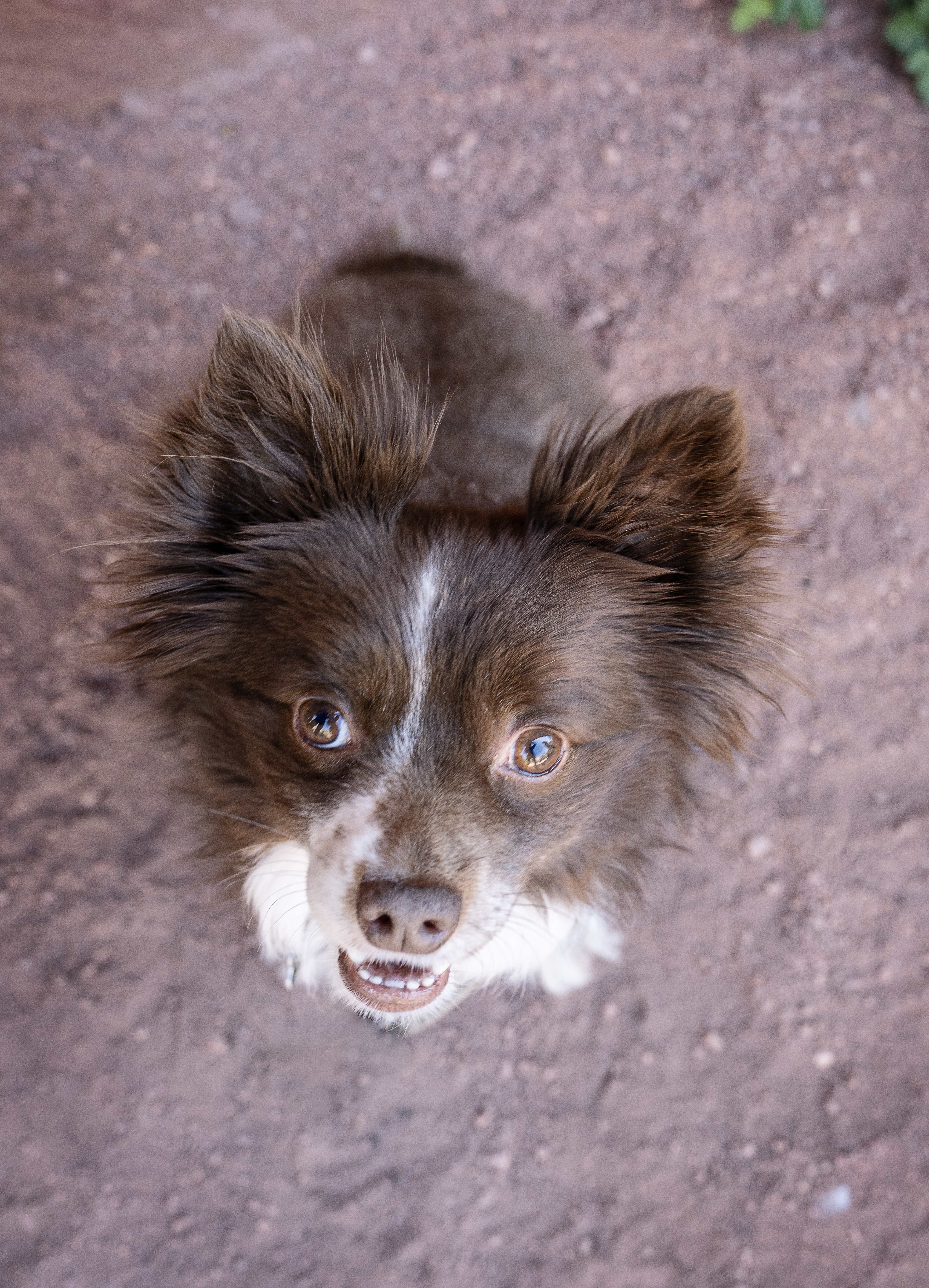 Image of Murgatroyd (Murgie)