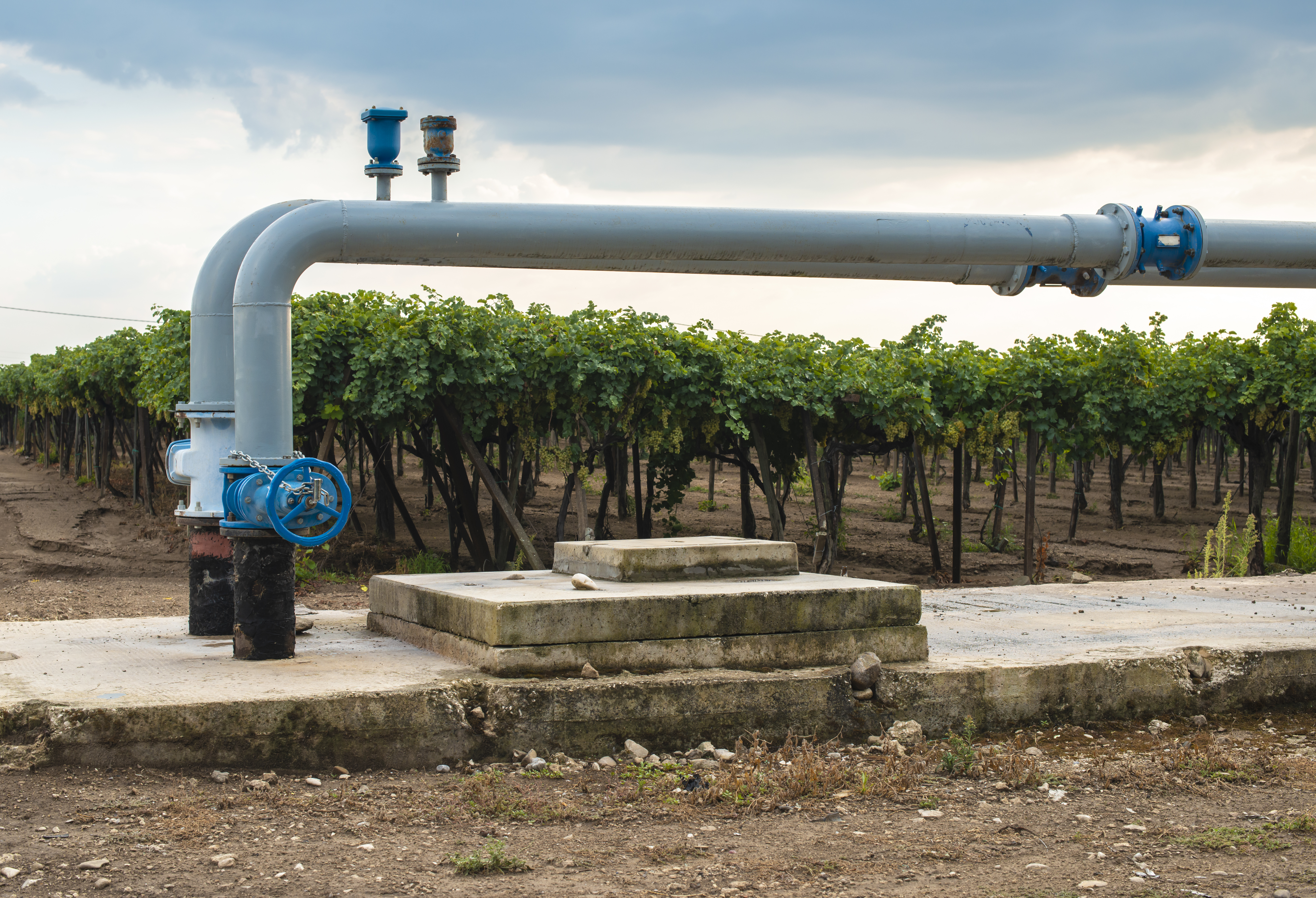 watering-pipes-and-vineyard-2023-11-27-05-28-28-utc.jpg