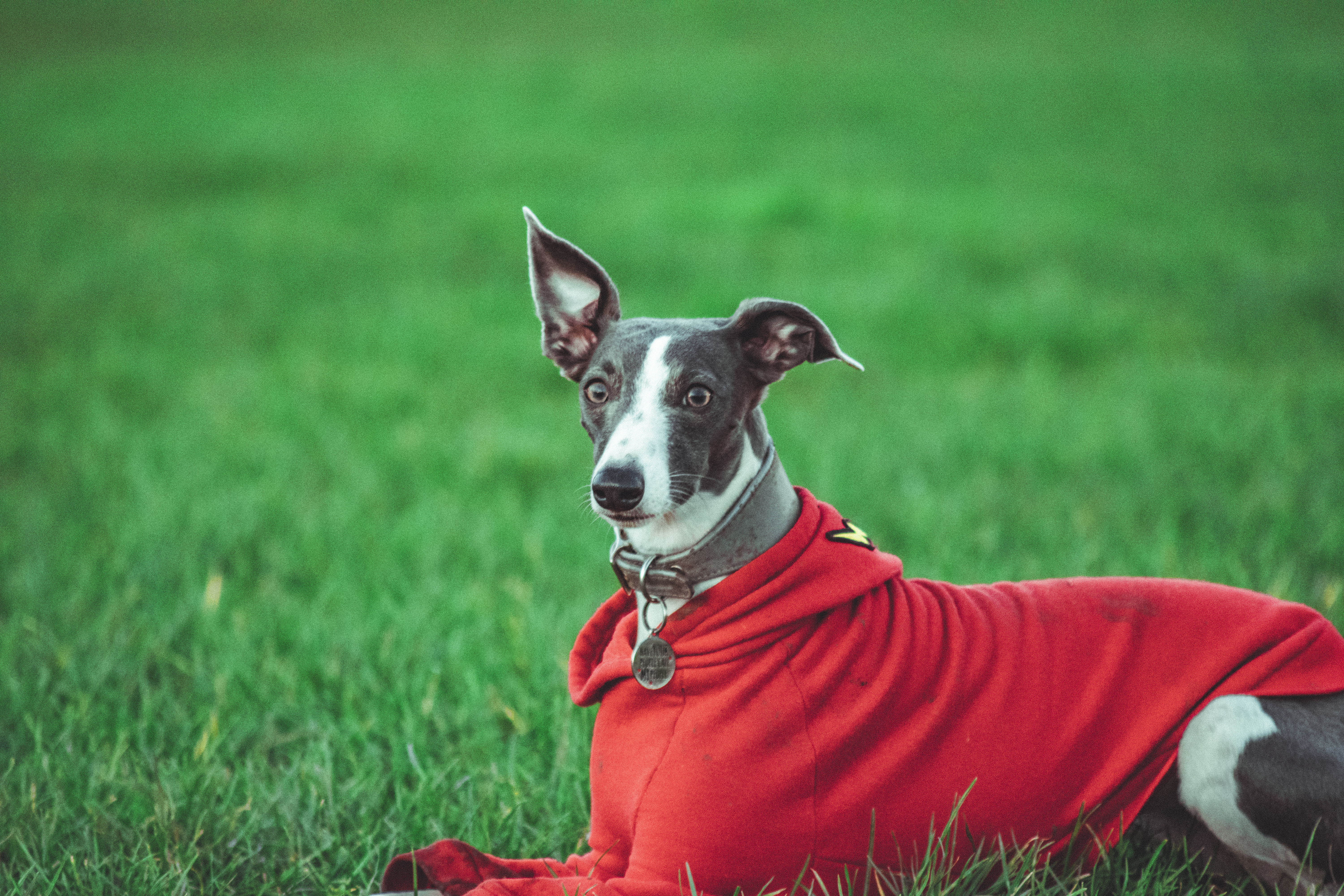 dog-in-sweater