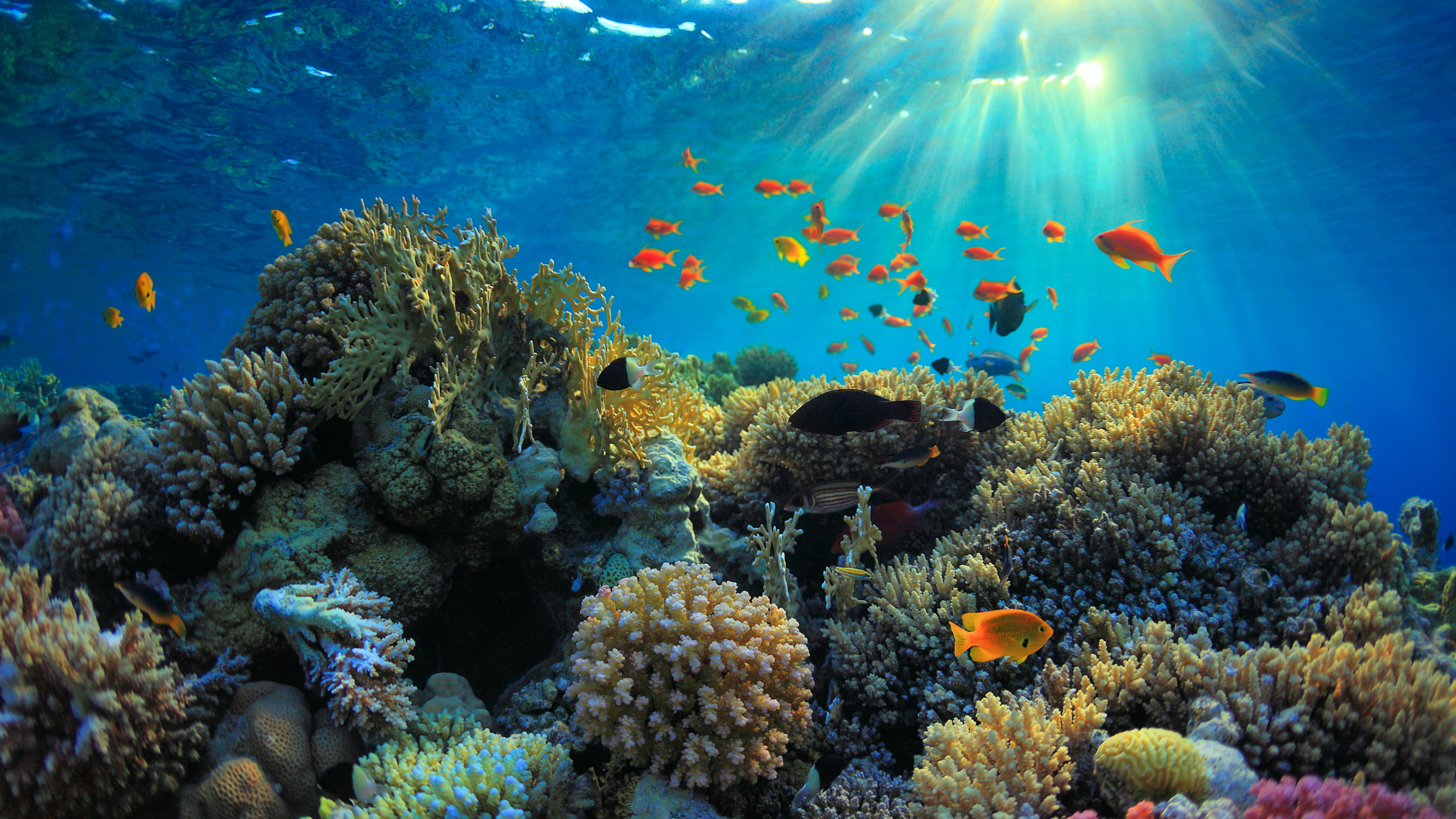 The Living Ocean