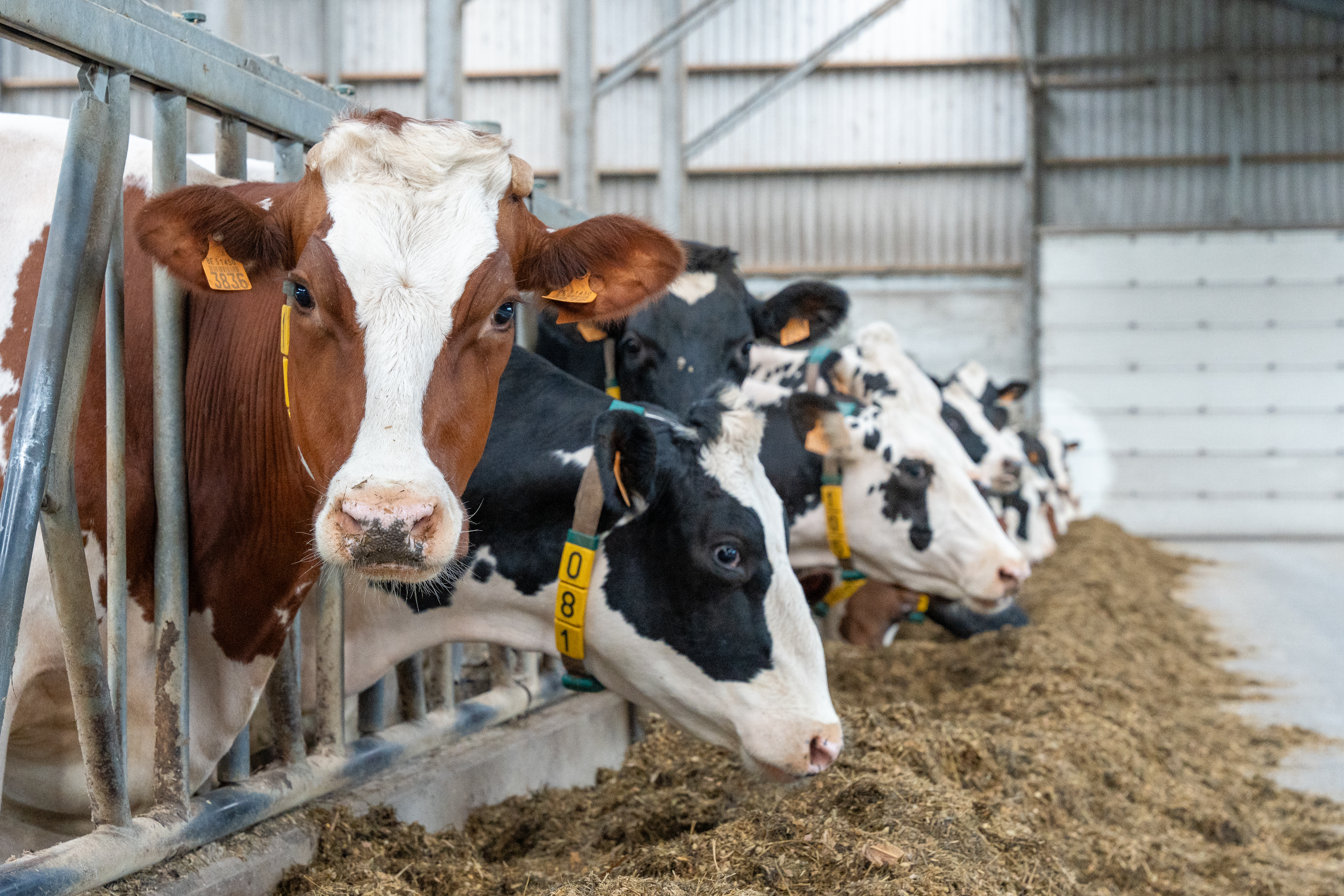 Jongvee gezondheid Omnigen image