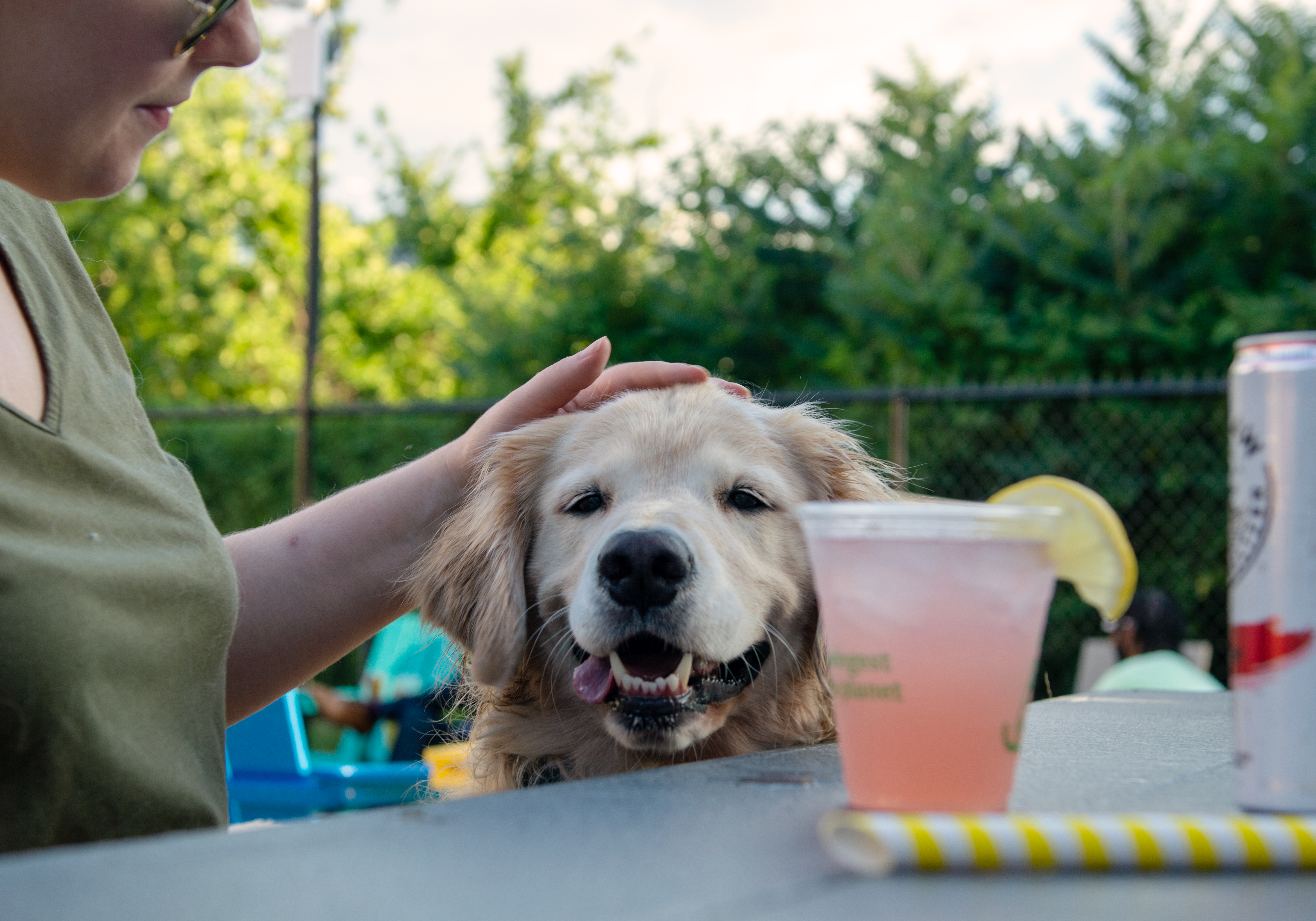 Creating a Dog-Friendly Tailgate With Bark Social