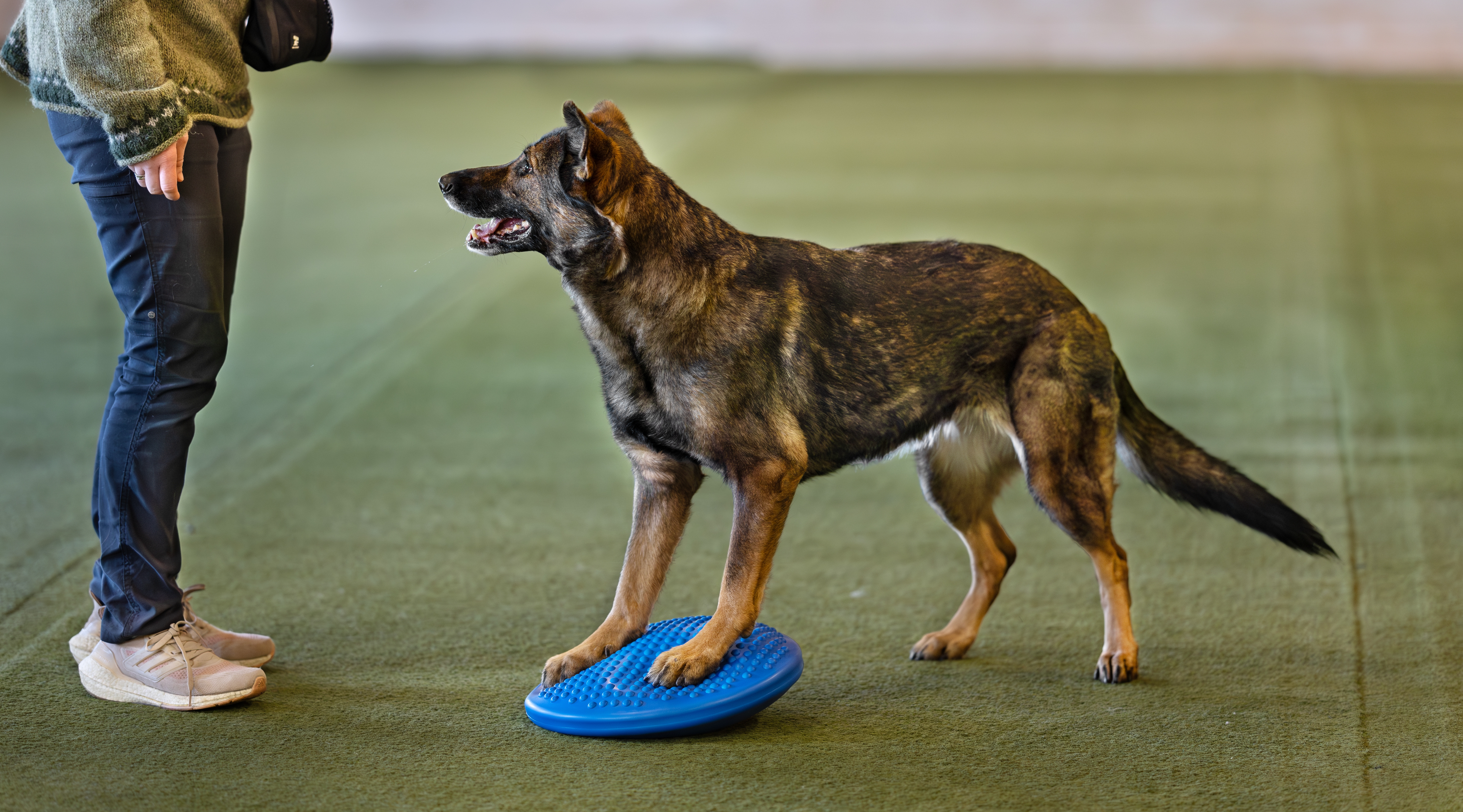 styrketrening for hunden hero kort