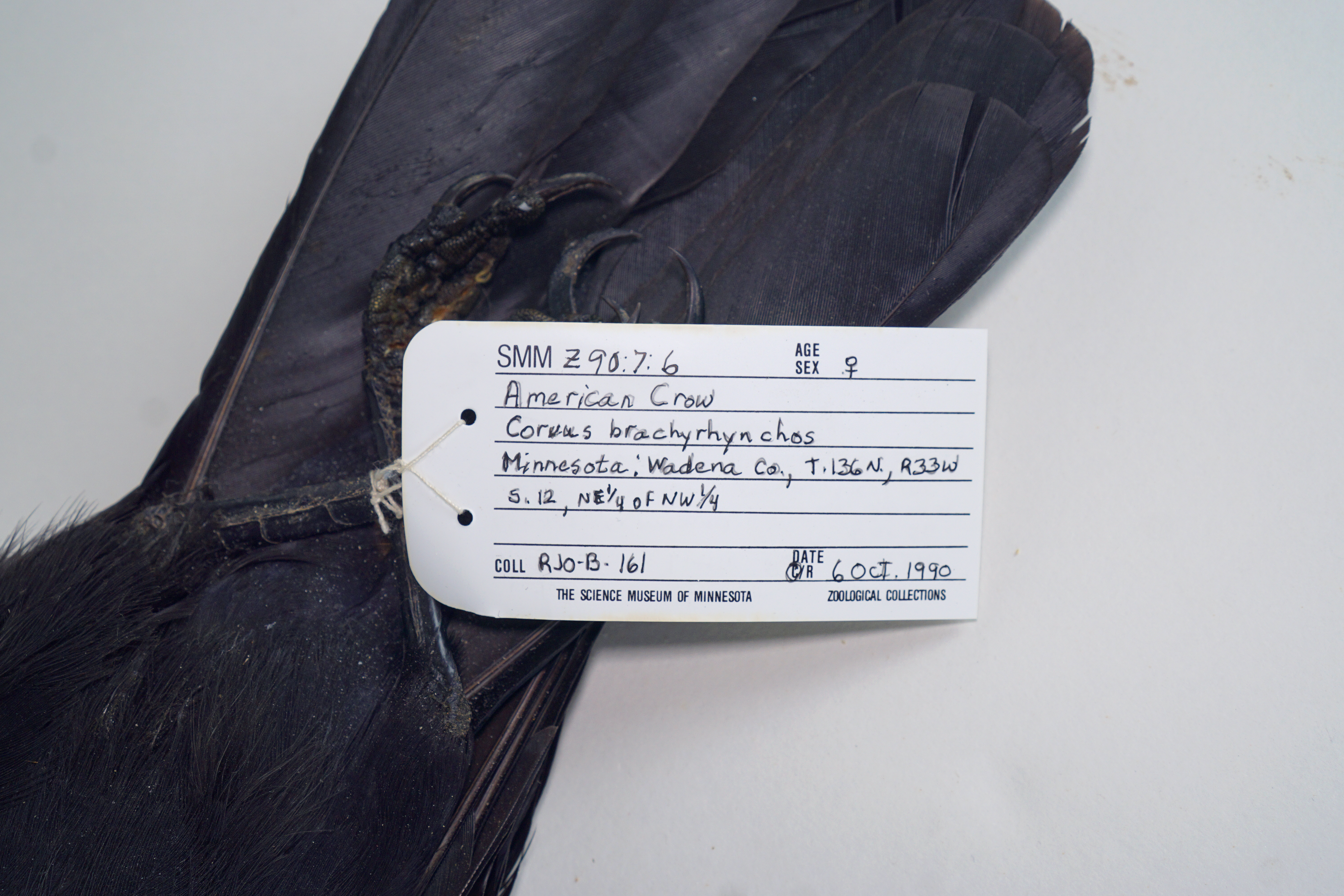 Close up of an American crow study skin
