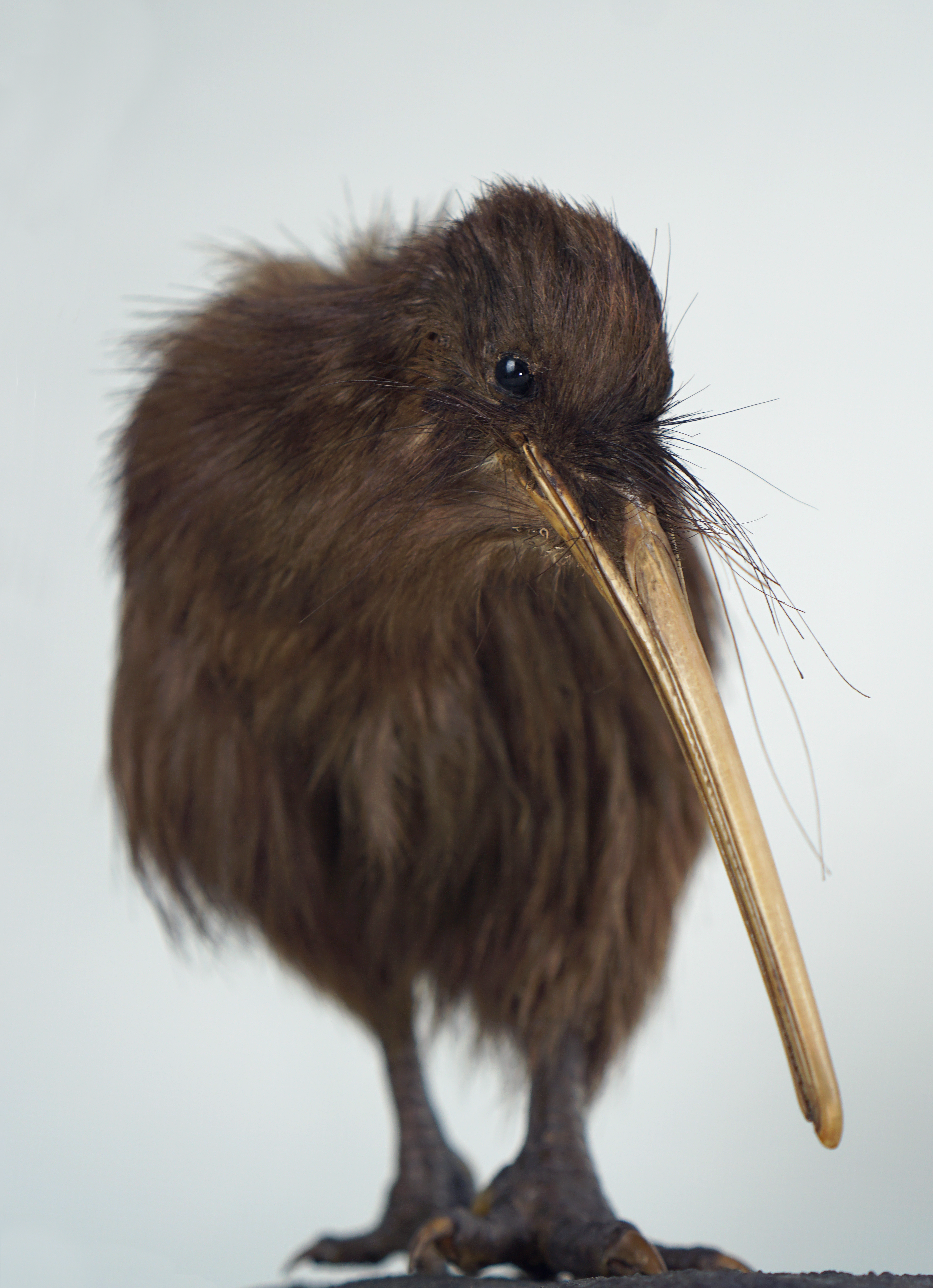 Brown kiwi bird scientific taxidermy