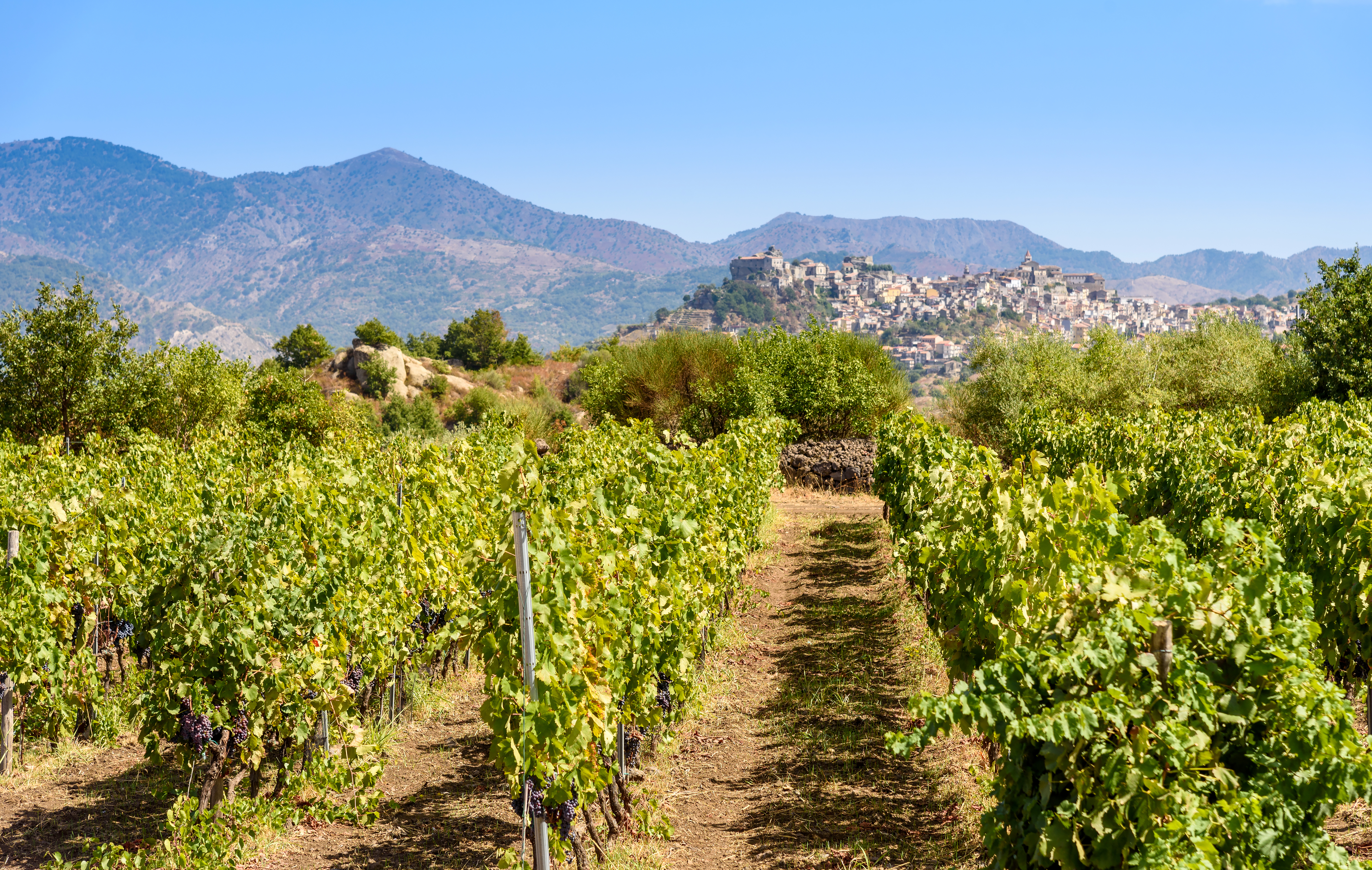 vineyard on the mount etna and Castiglione of Sicily on background, sicily, italy