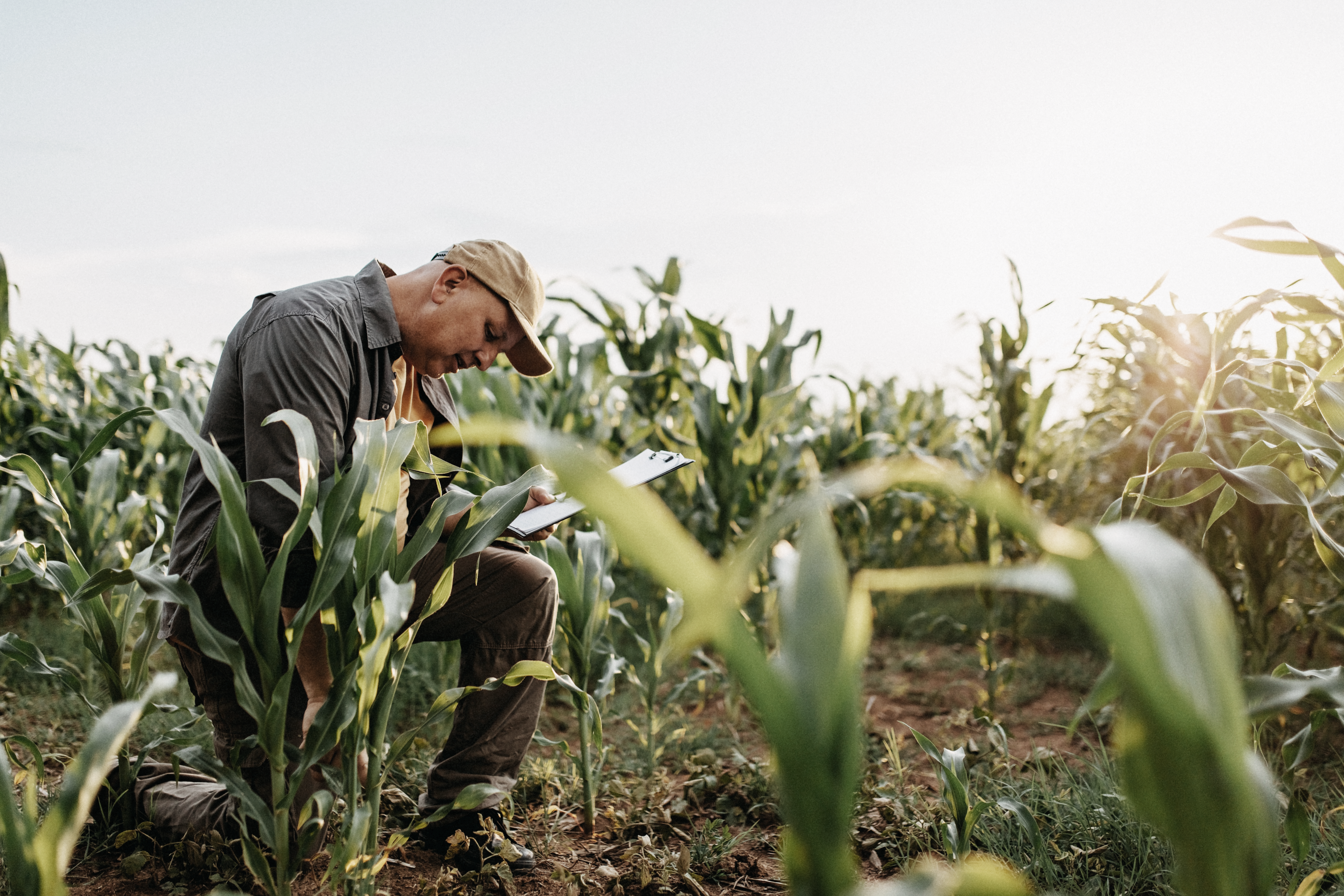 farmer in corn field with clipboard