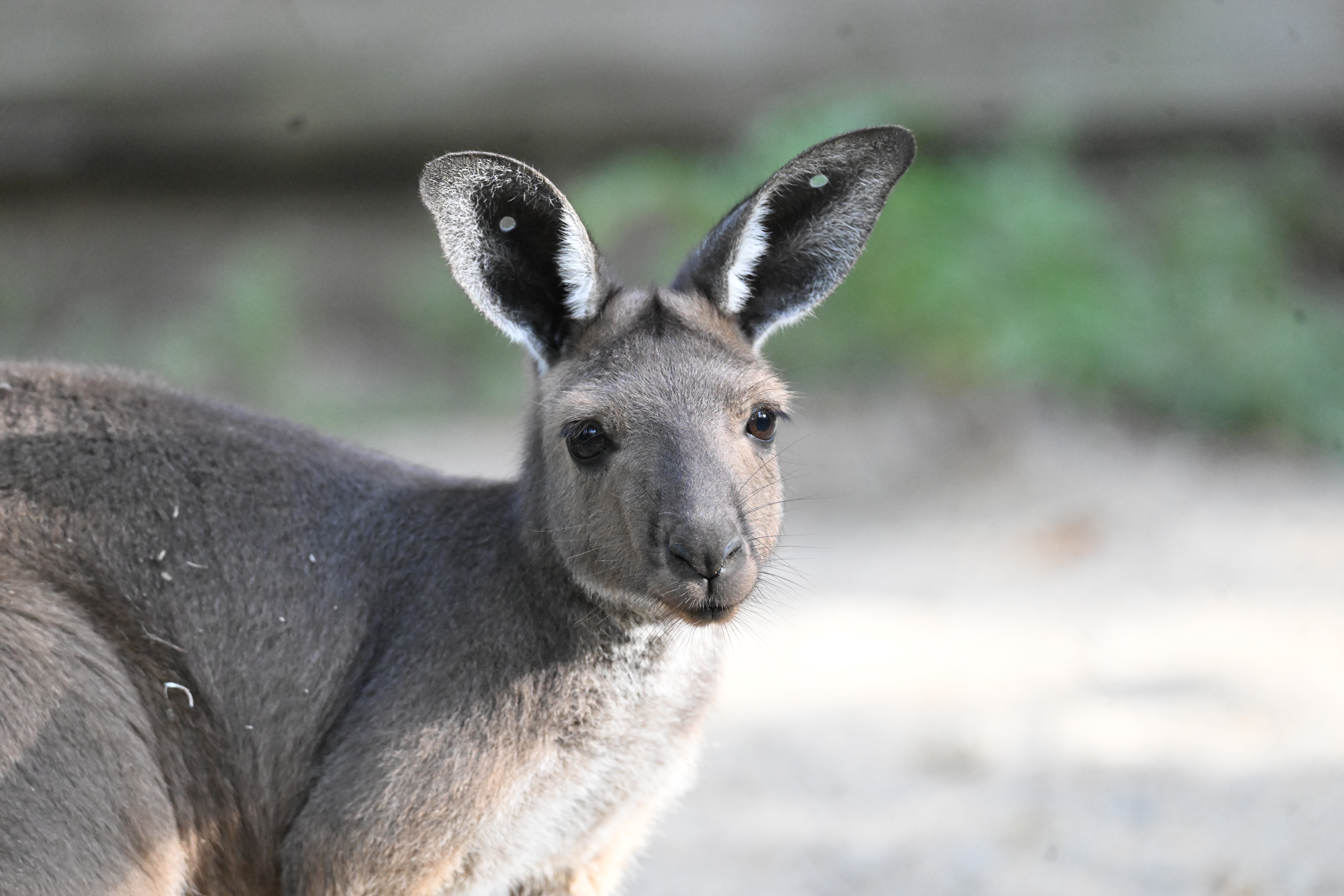 A western grey kangaroo leans forward, showing off its large, upright ears. 
