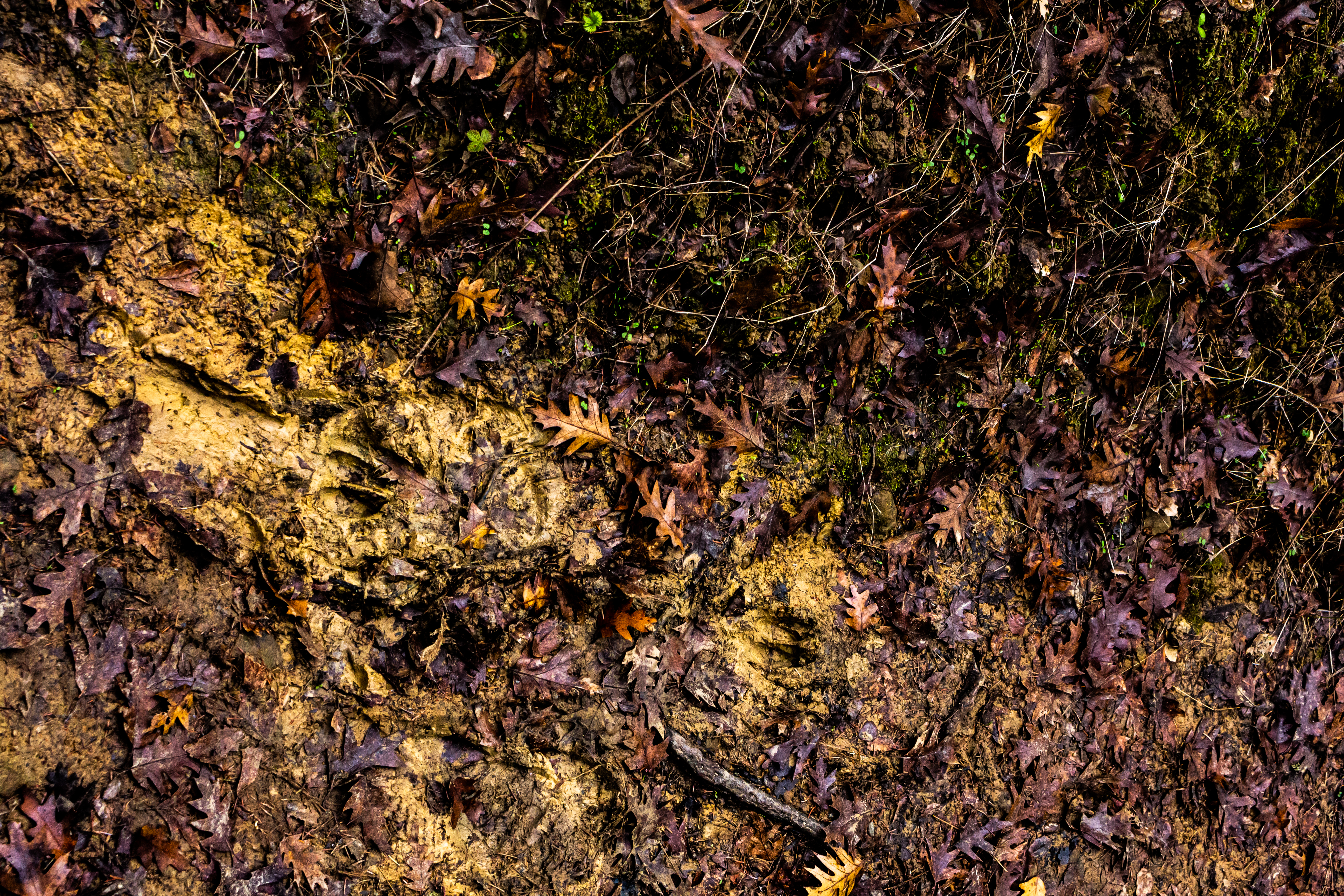 A photograph of some animal tracks in the mud.