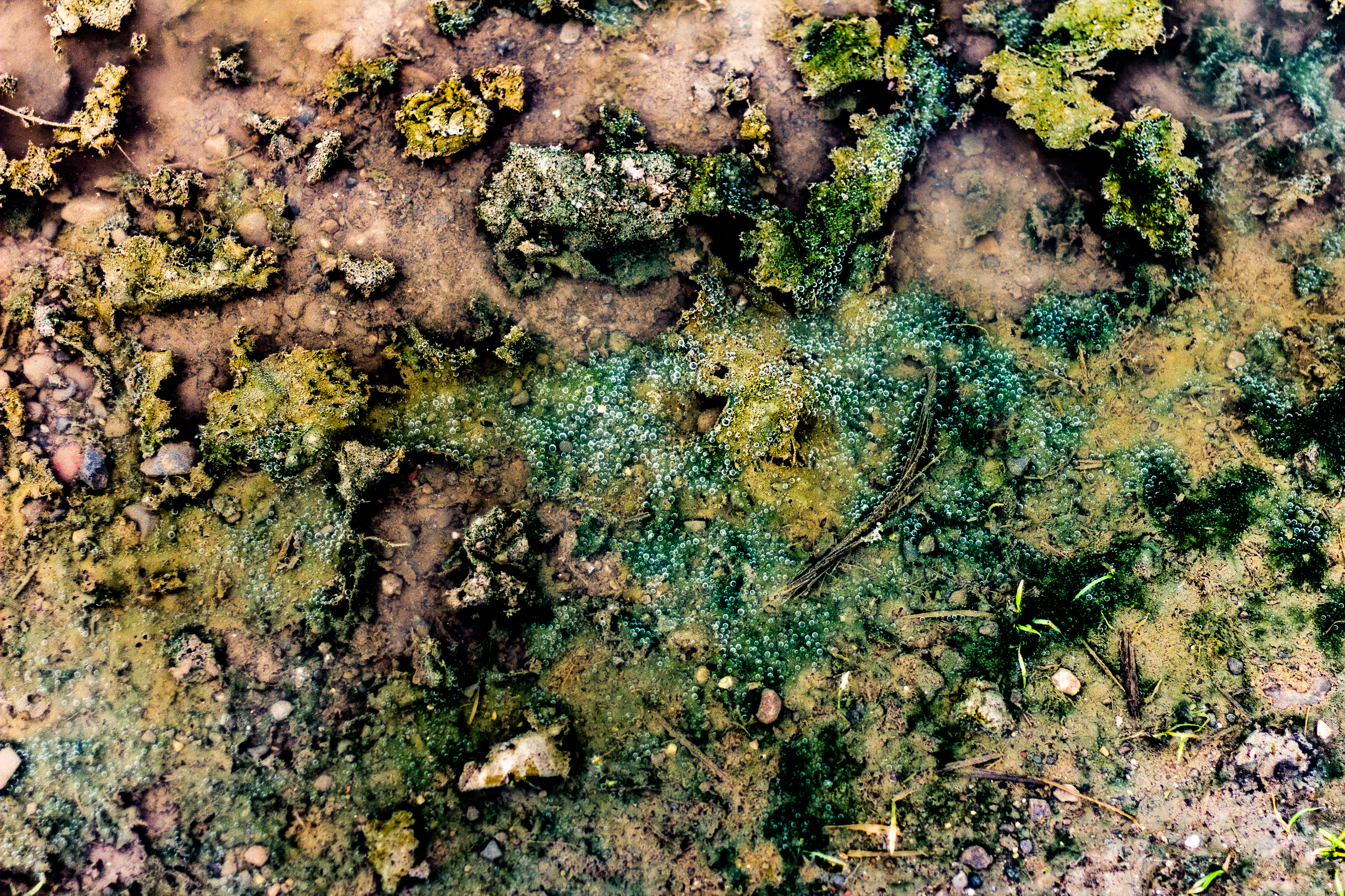 A photograph of some muck.