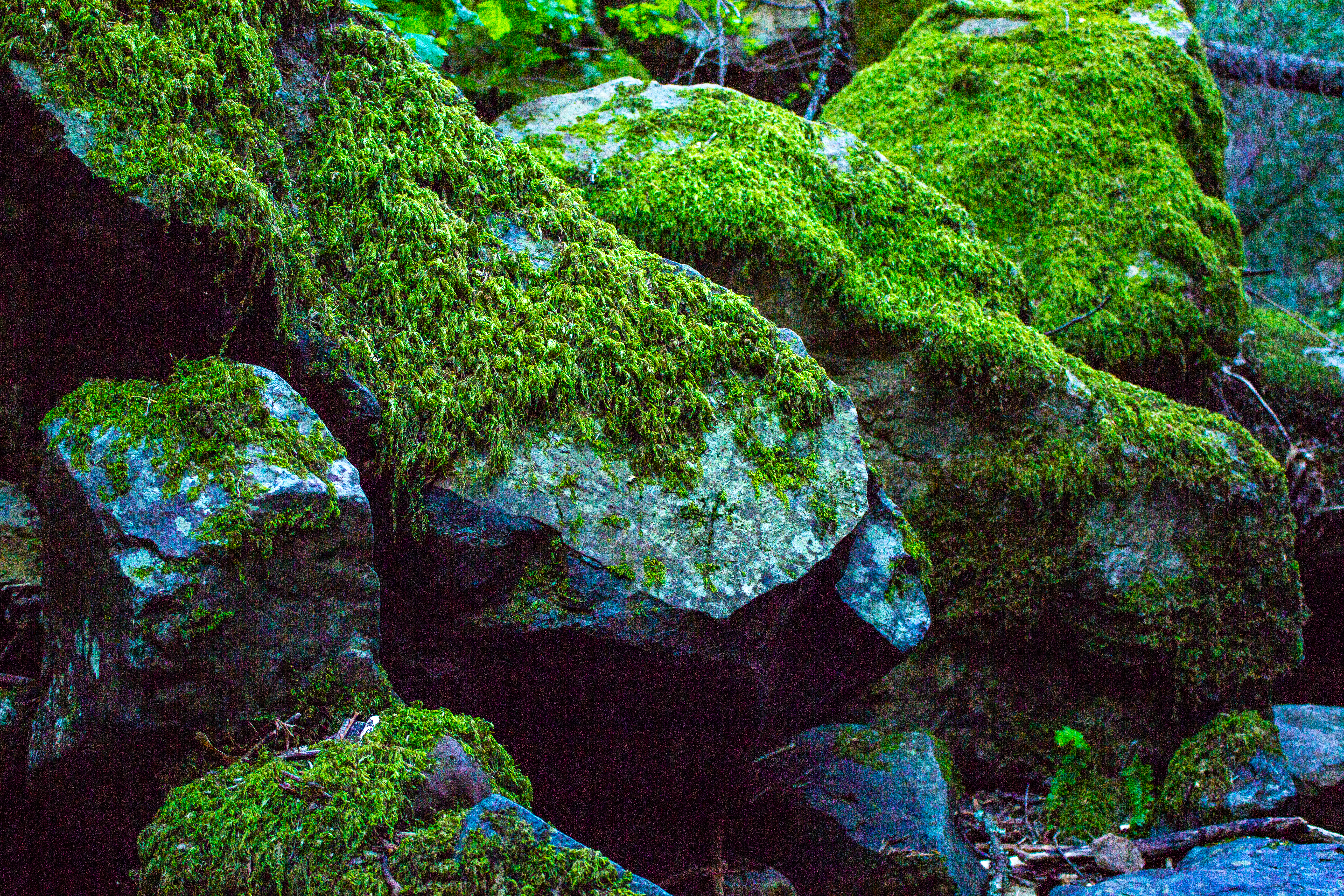 A photograph of several large stones, covered in moss.