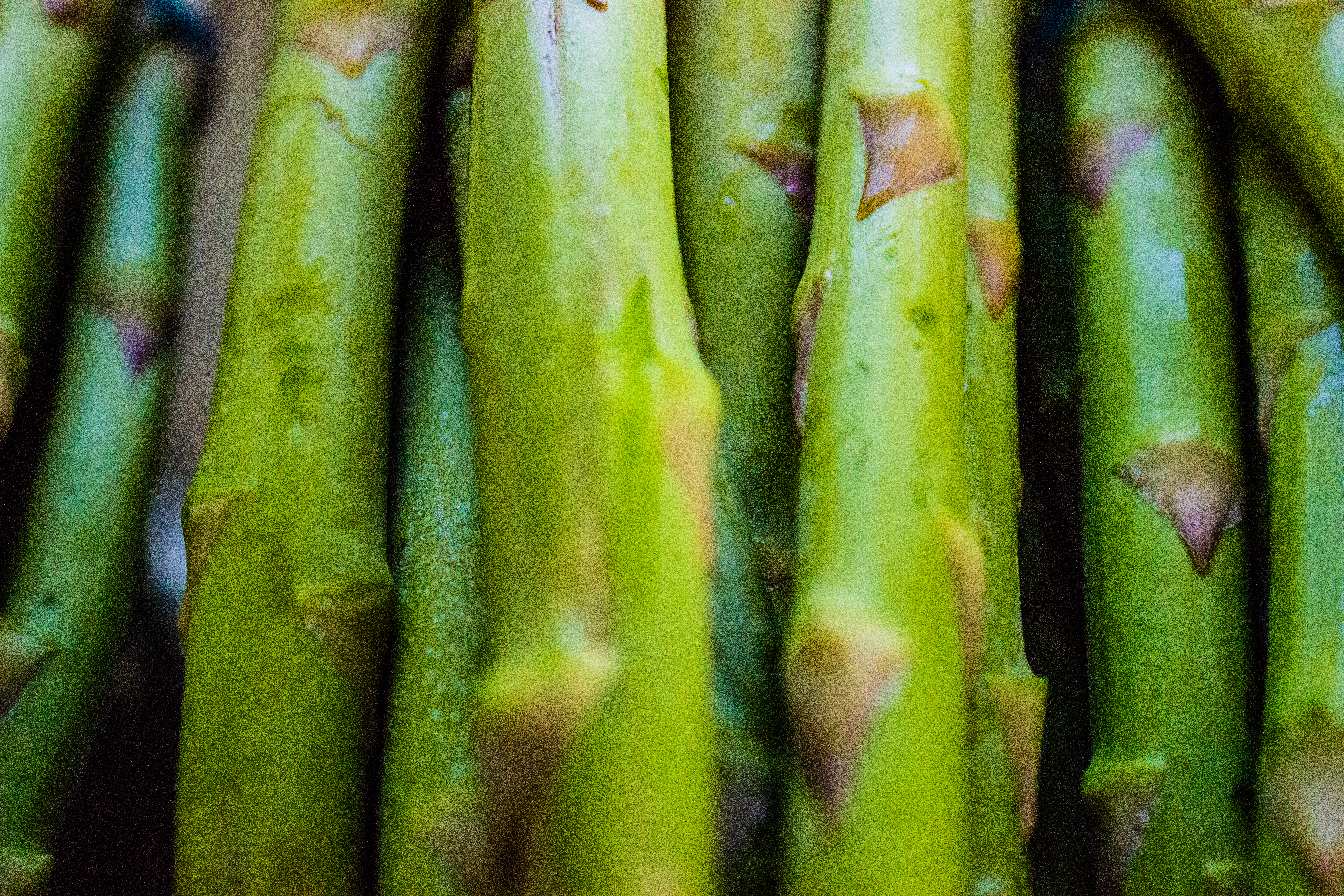 A close up photograph of some asparagus.